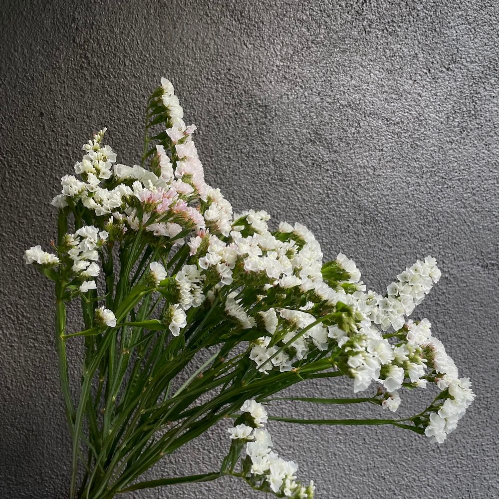 LIMONIUM sinuatum Forever Silver