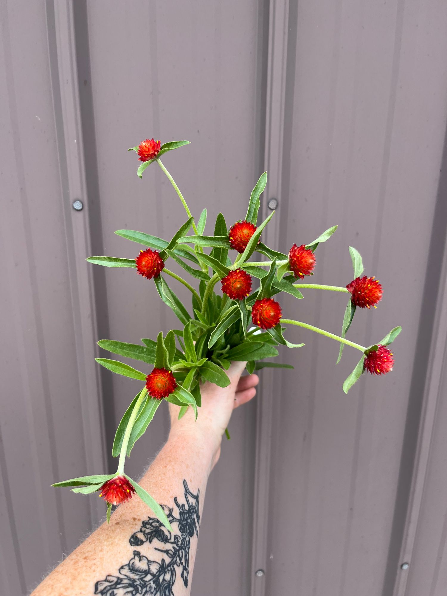 GOMPHRENA haageana Strawberry Fields