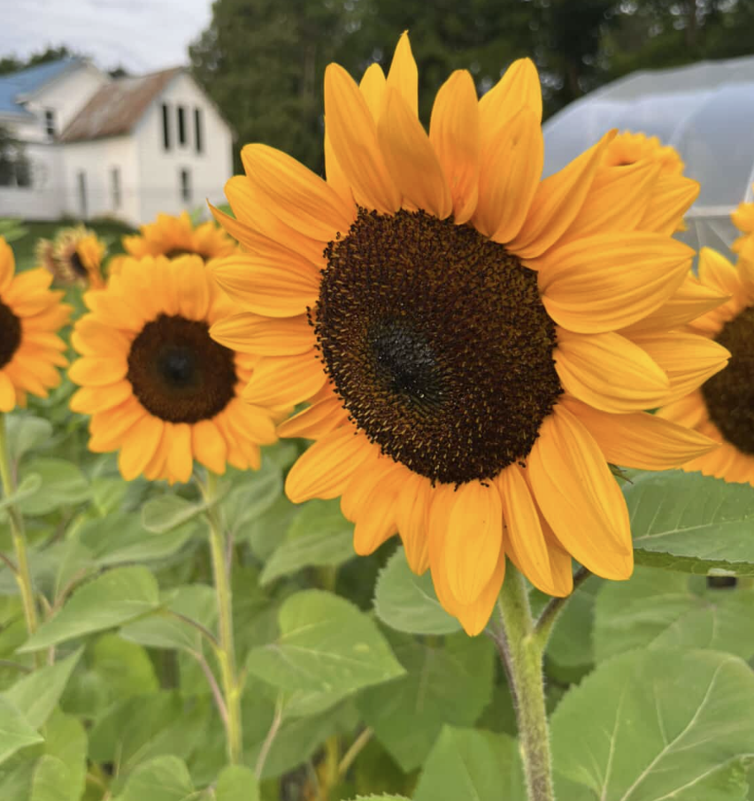 HELIANTHUS annuus ProCut Orange