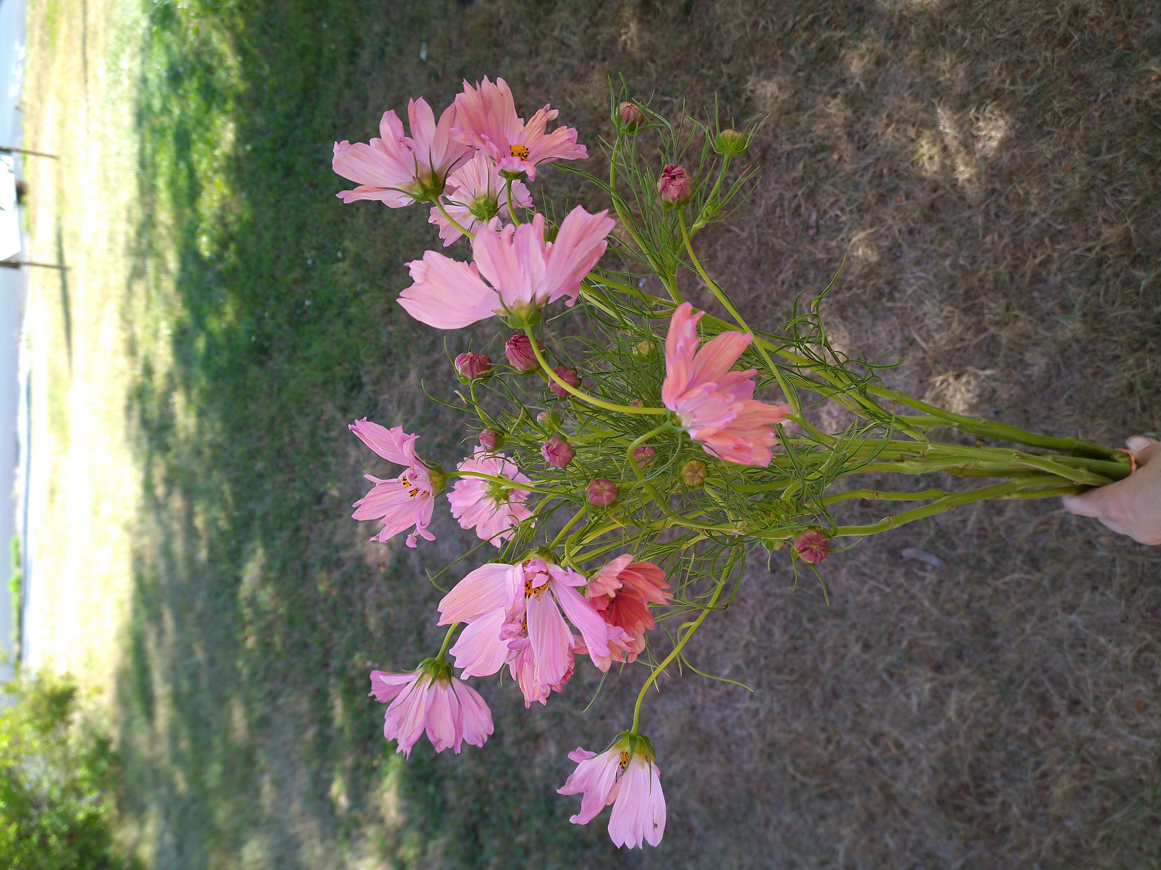 COSMOS bipinnatus Apricotta