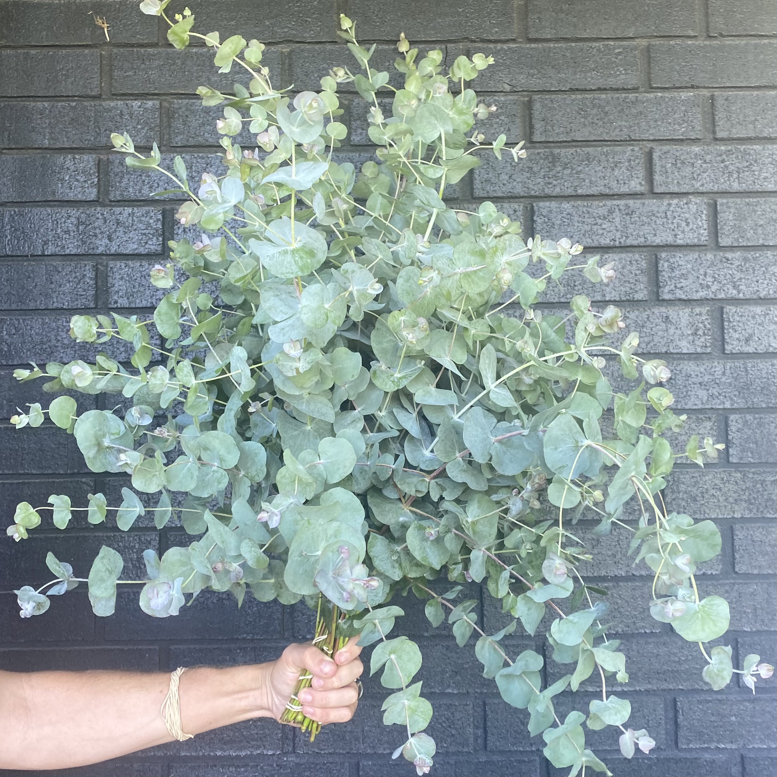 EUCALYPTUS cinerea
