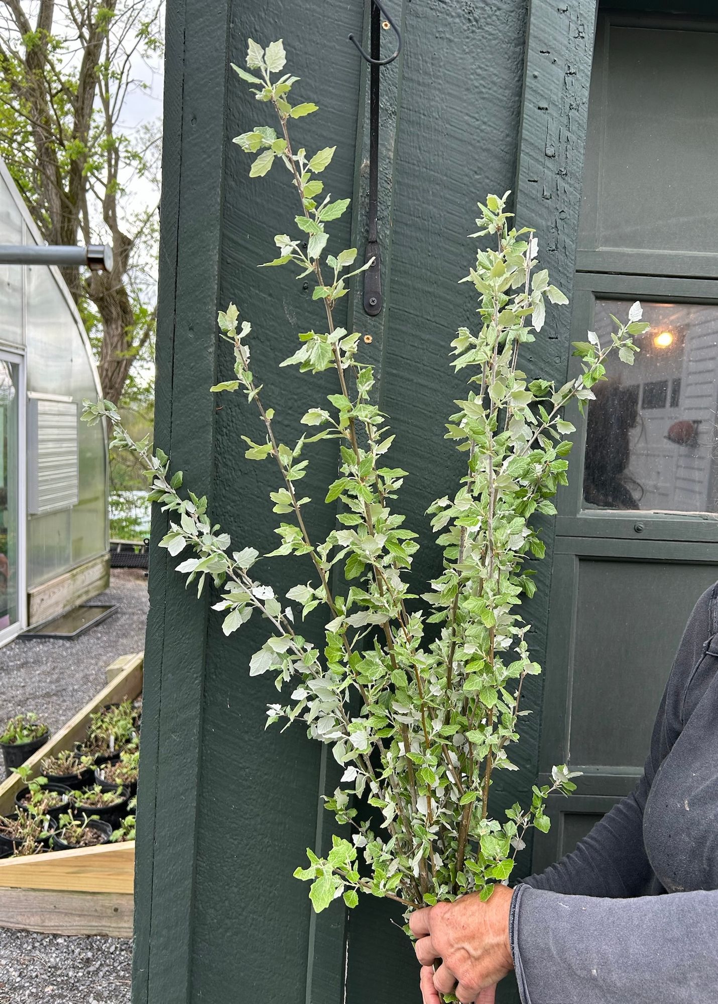 POPULUS alba