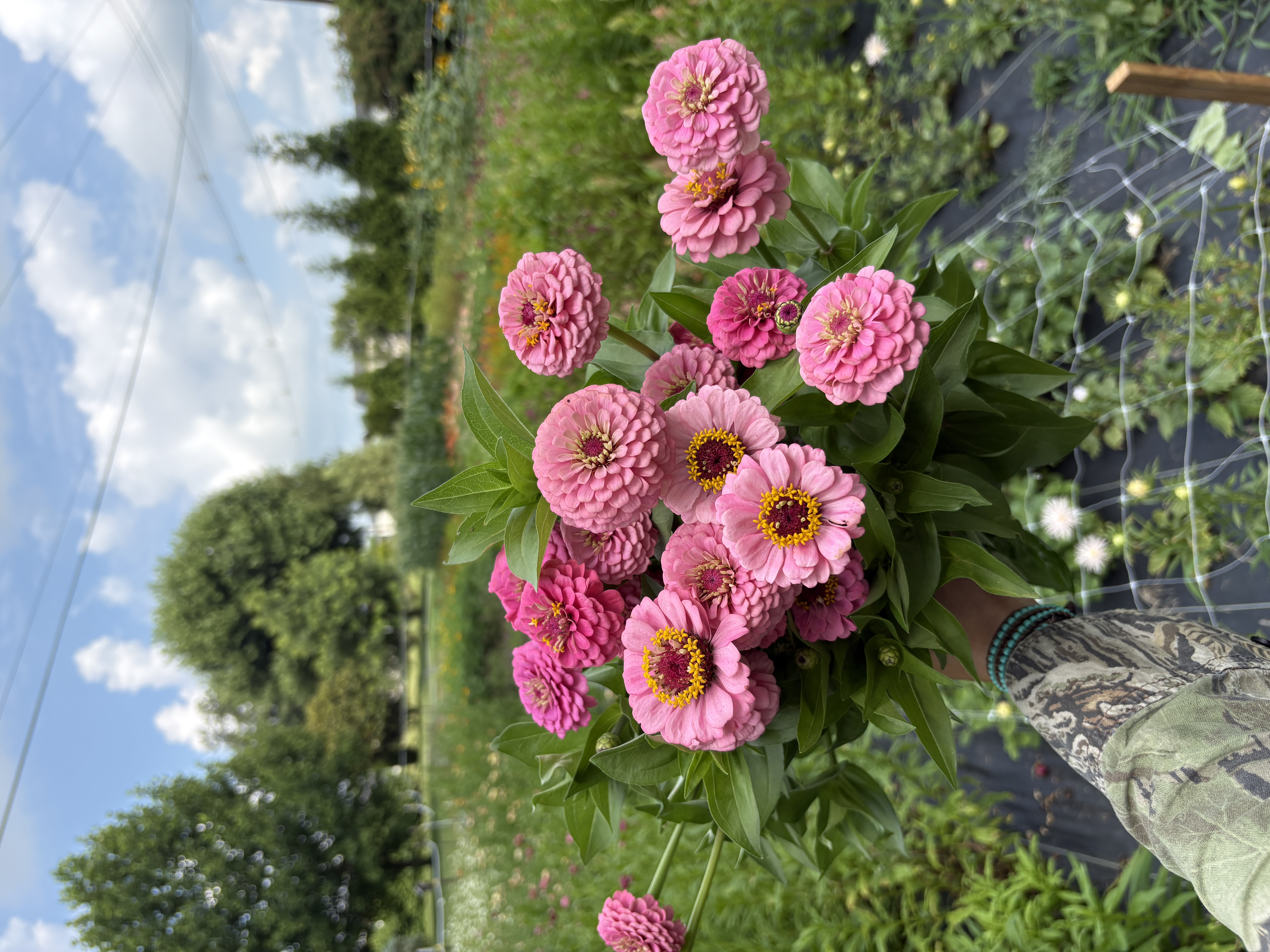 ZINNIA elegans Oklahoma Series