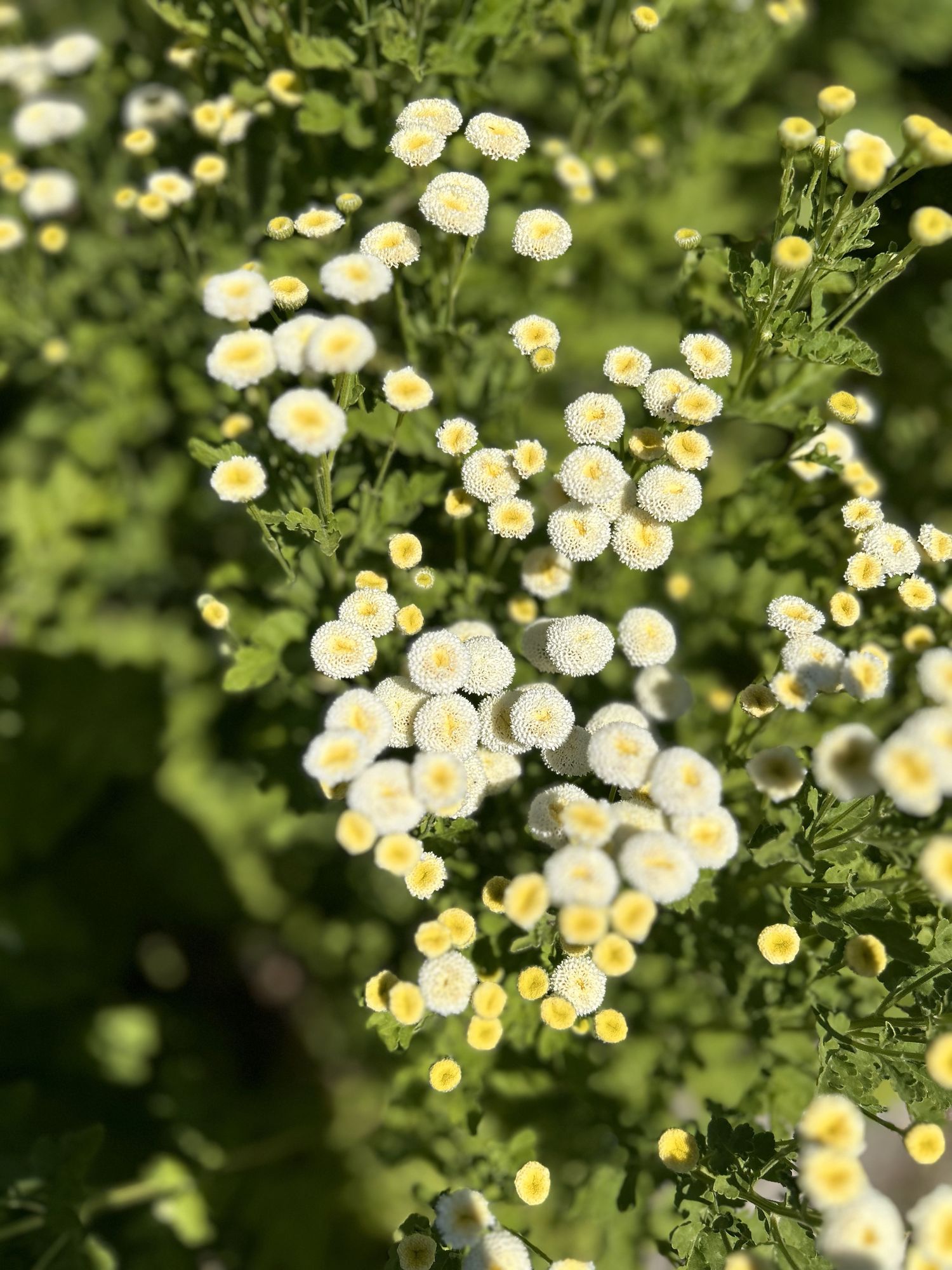 TANACETUM parthenium Virgo