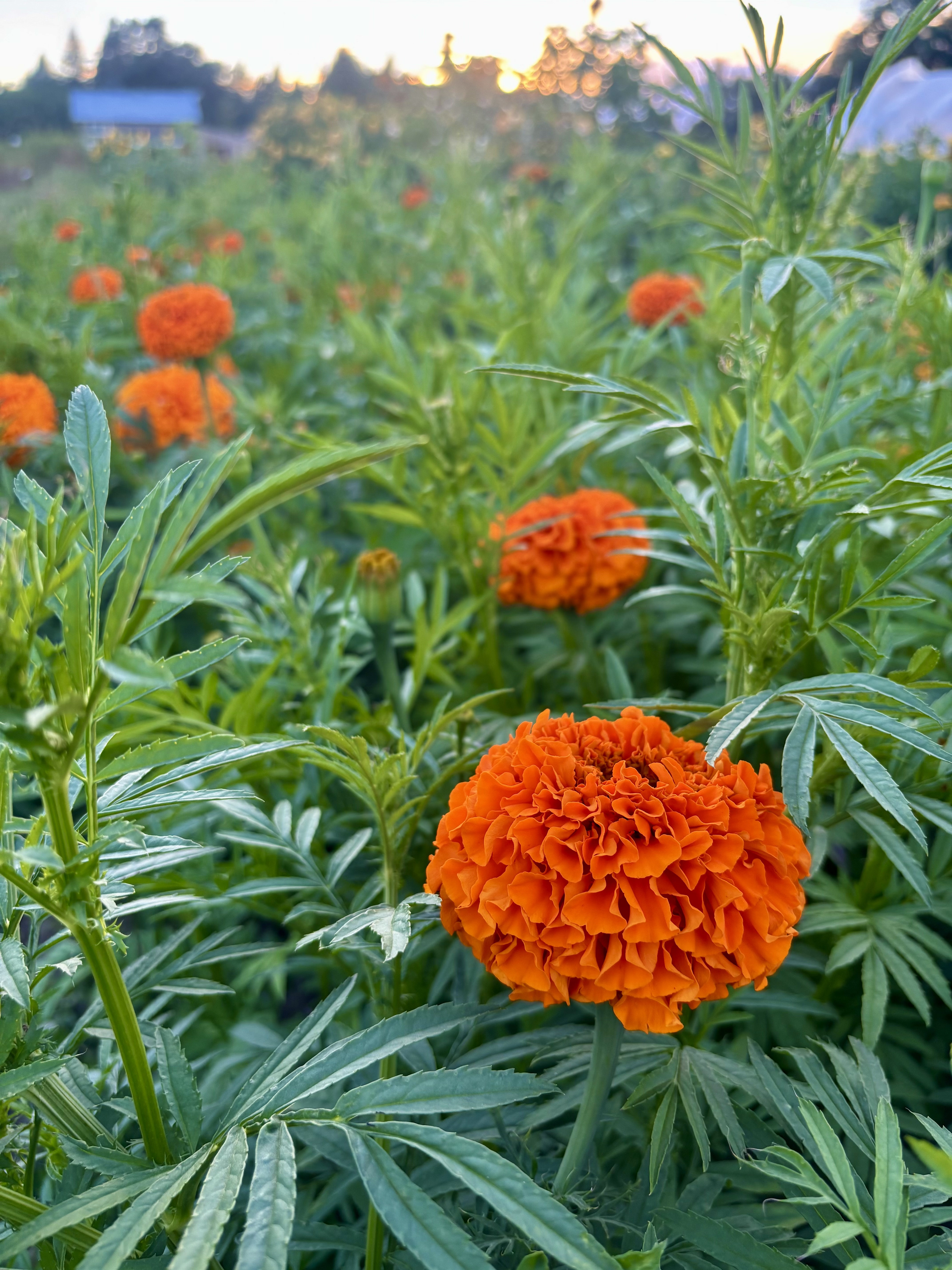 TAGETES erecta Giant Orange