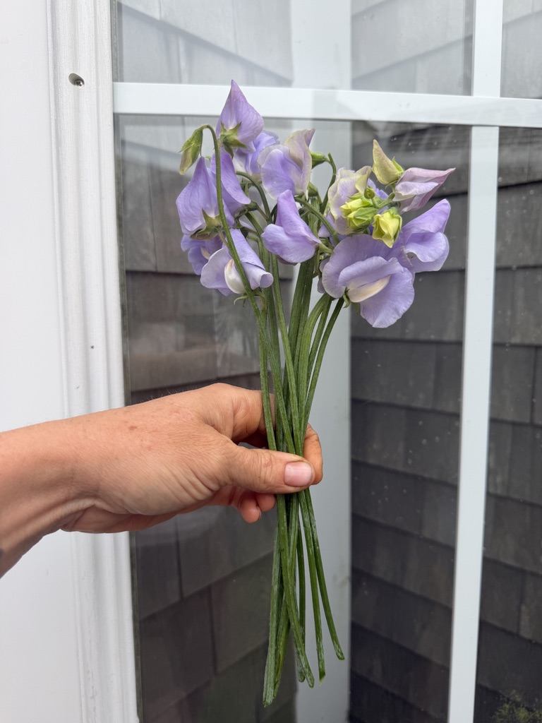 LATHYRUS odoratus
