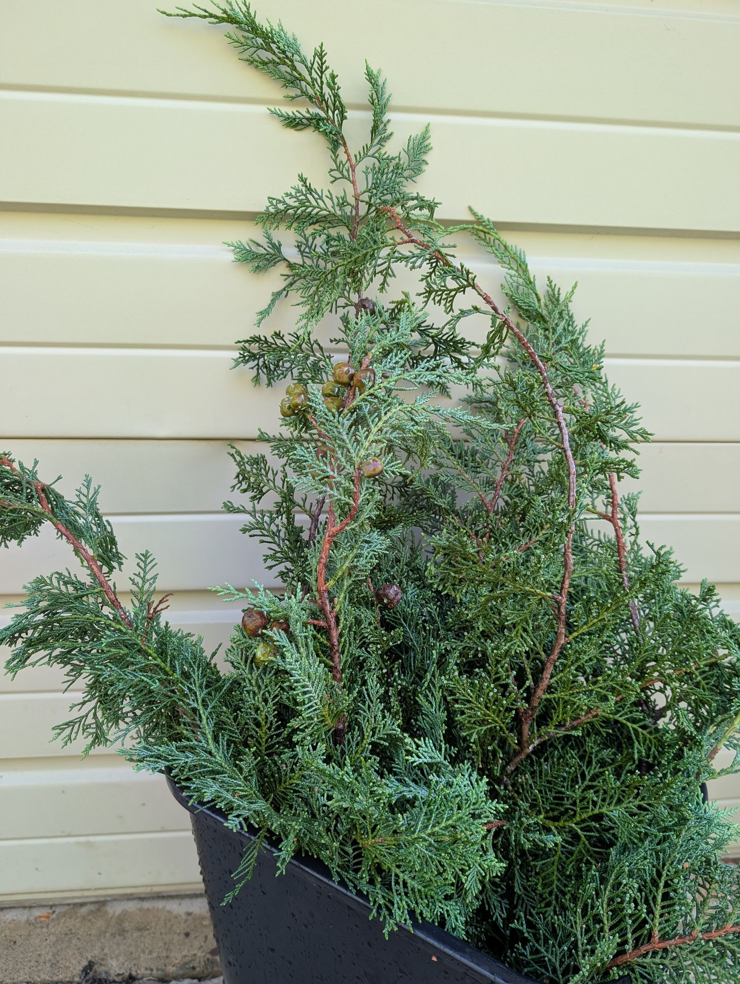 JUNIPERUS virginiana