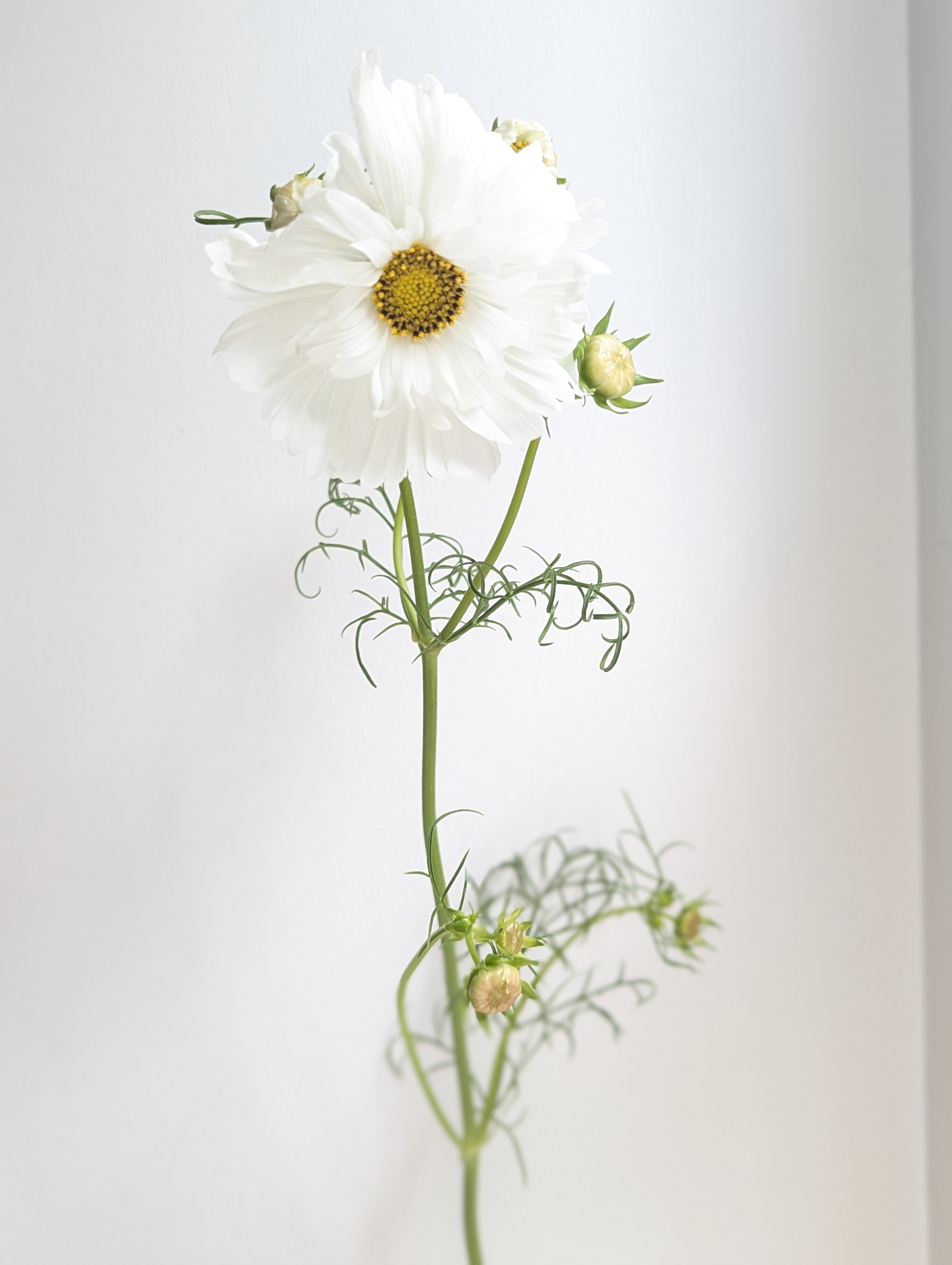 COSMOS bipinnatus Fizzy