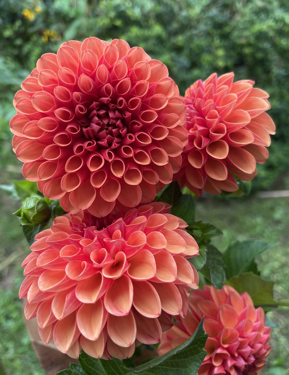 DAHLIA Maarn