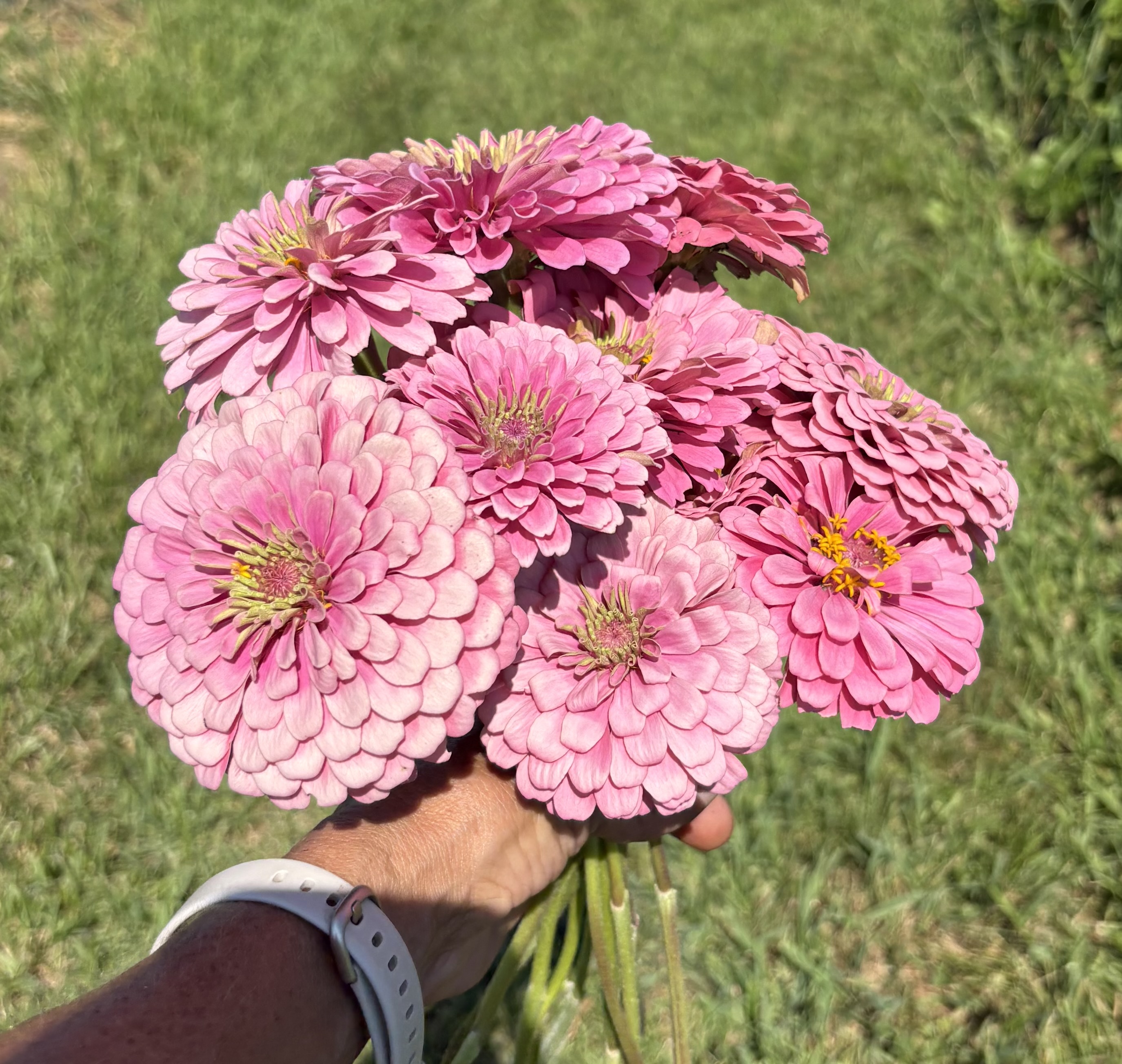 ZINNIA elegans Benary's Giant Bright Pink