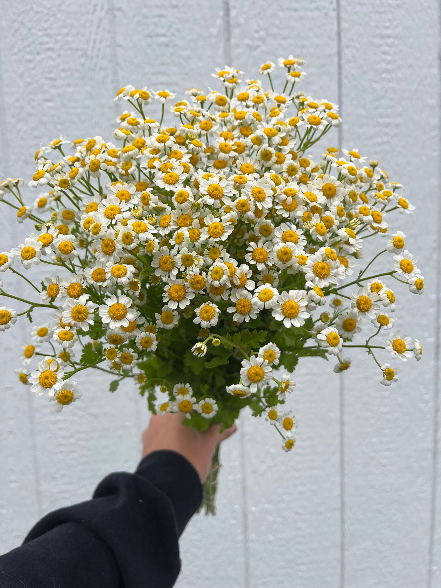 TANACETUM parthenium Magic Single