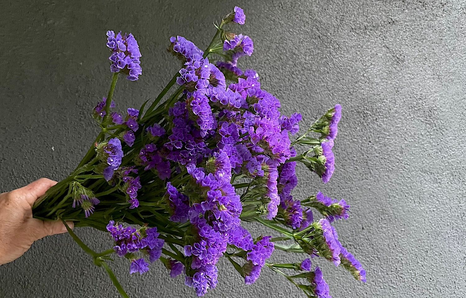 LIMONIUM sinuatum Seeker
