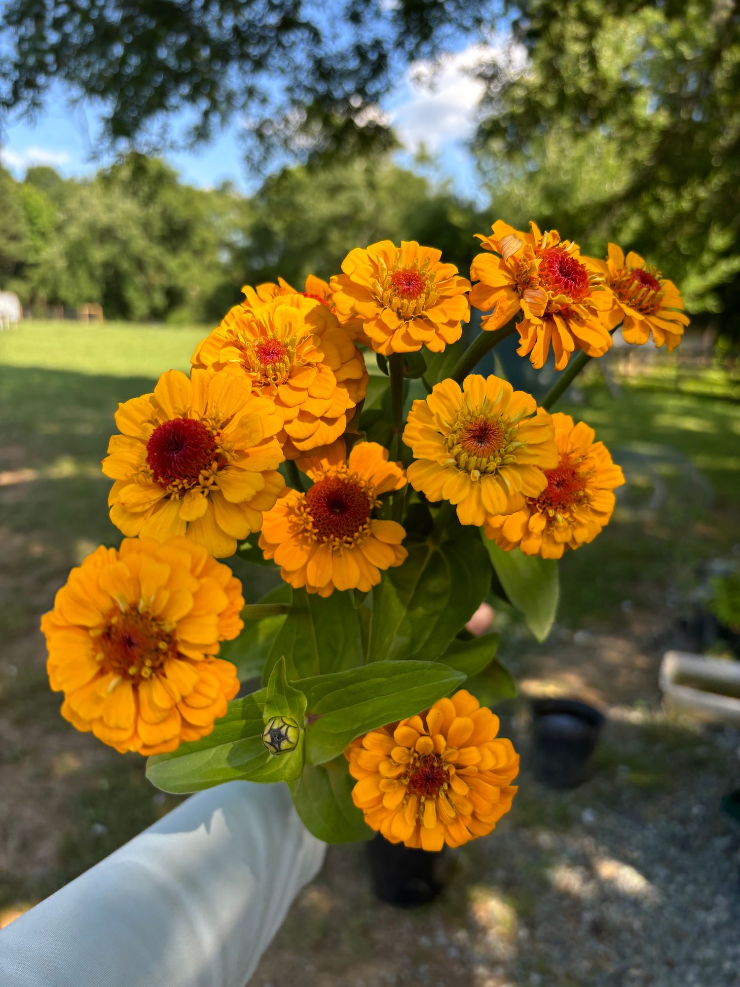 ZINNIA elegans Oklahoma Series