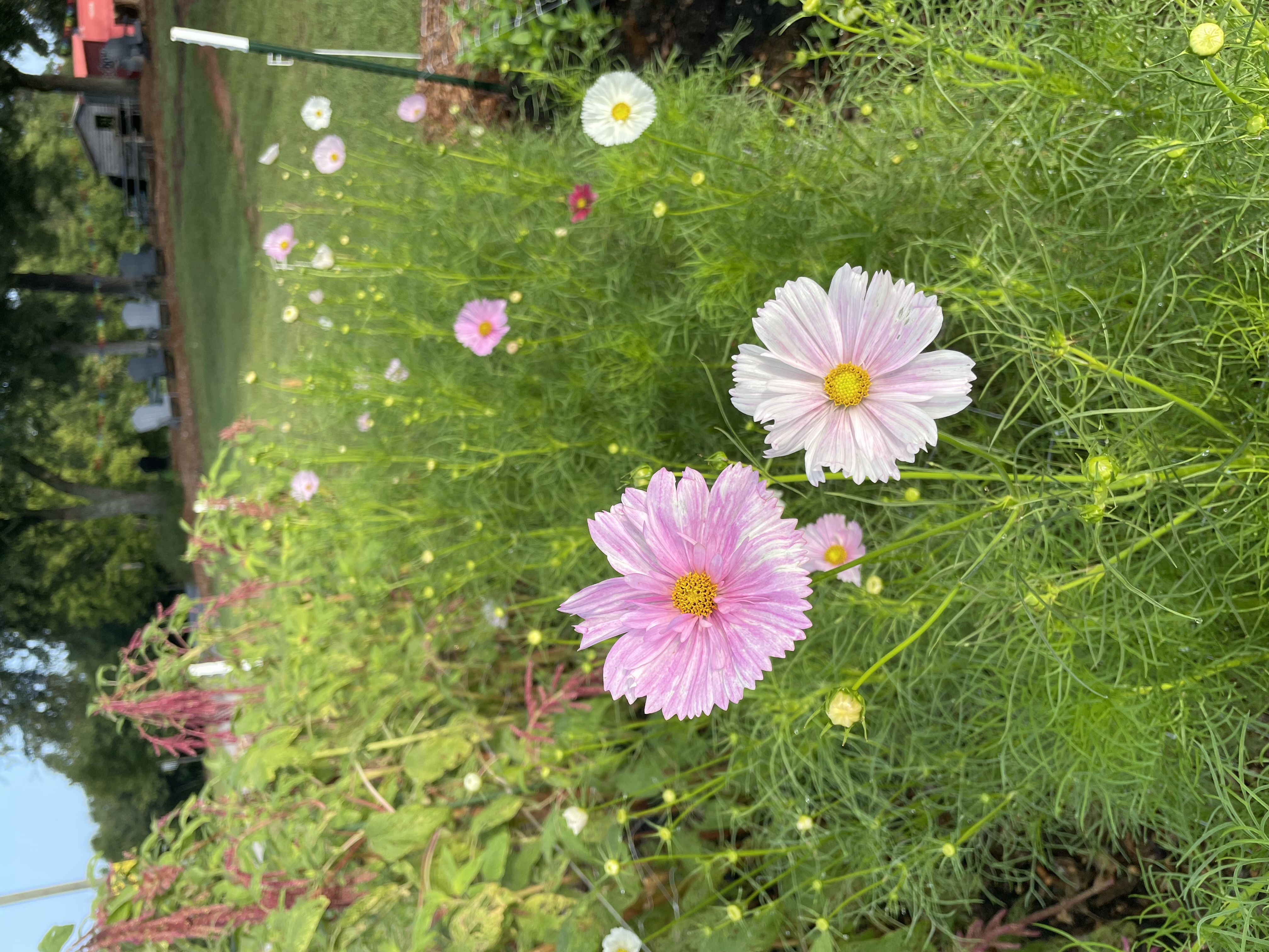 COSMOS bipinnatus Cupcakes Blush