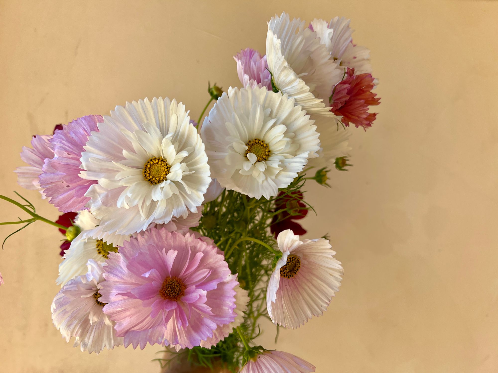 COSMOS