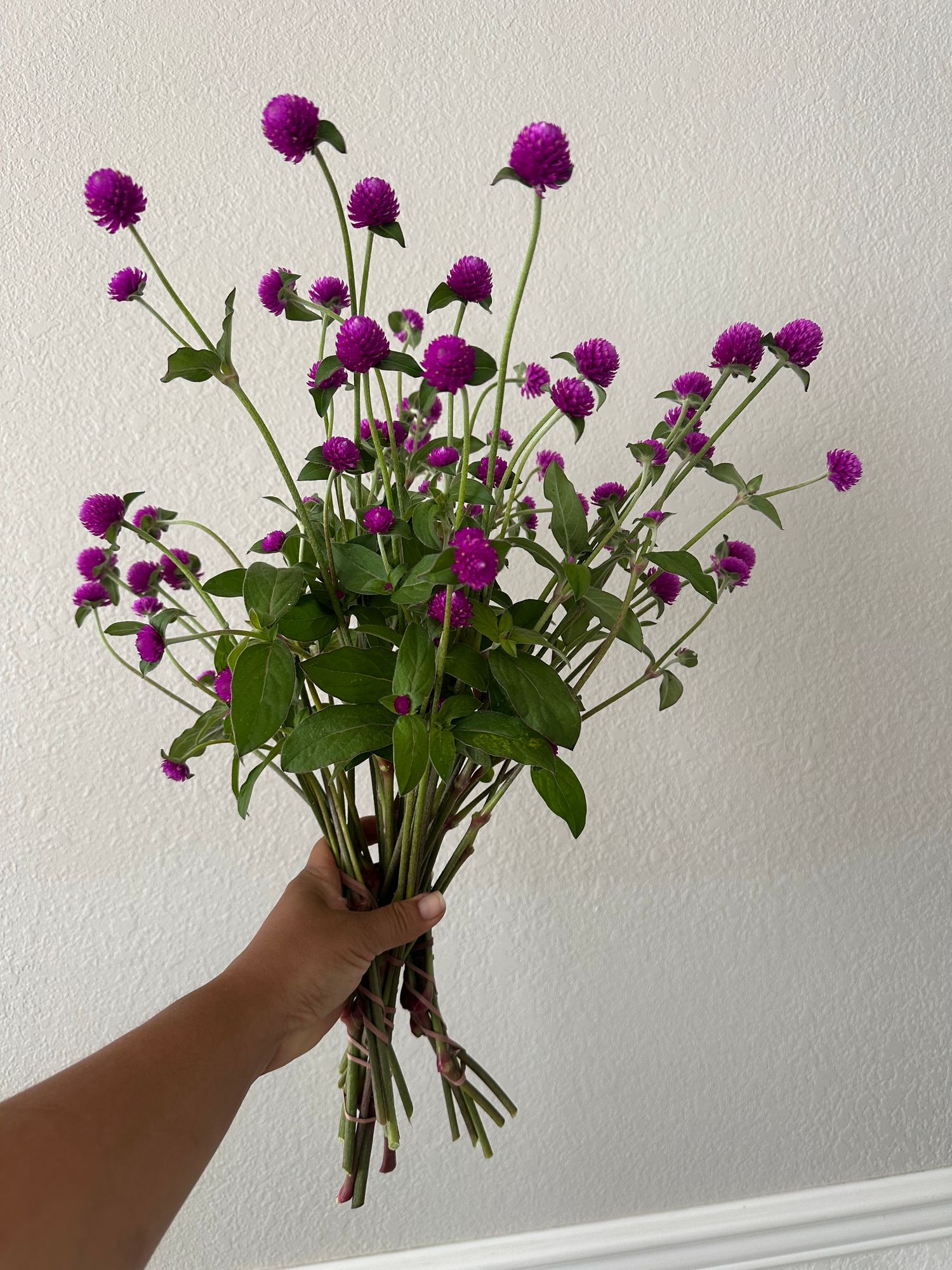 GOMPHRENA globosa Audray