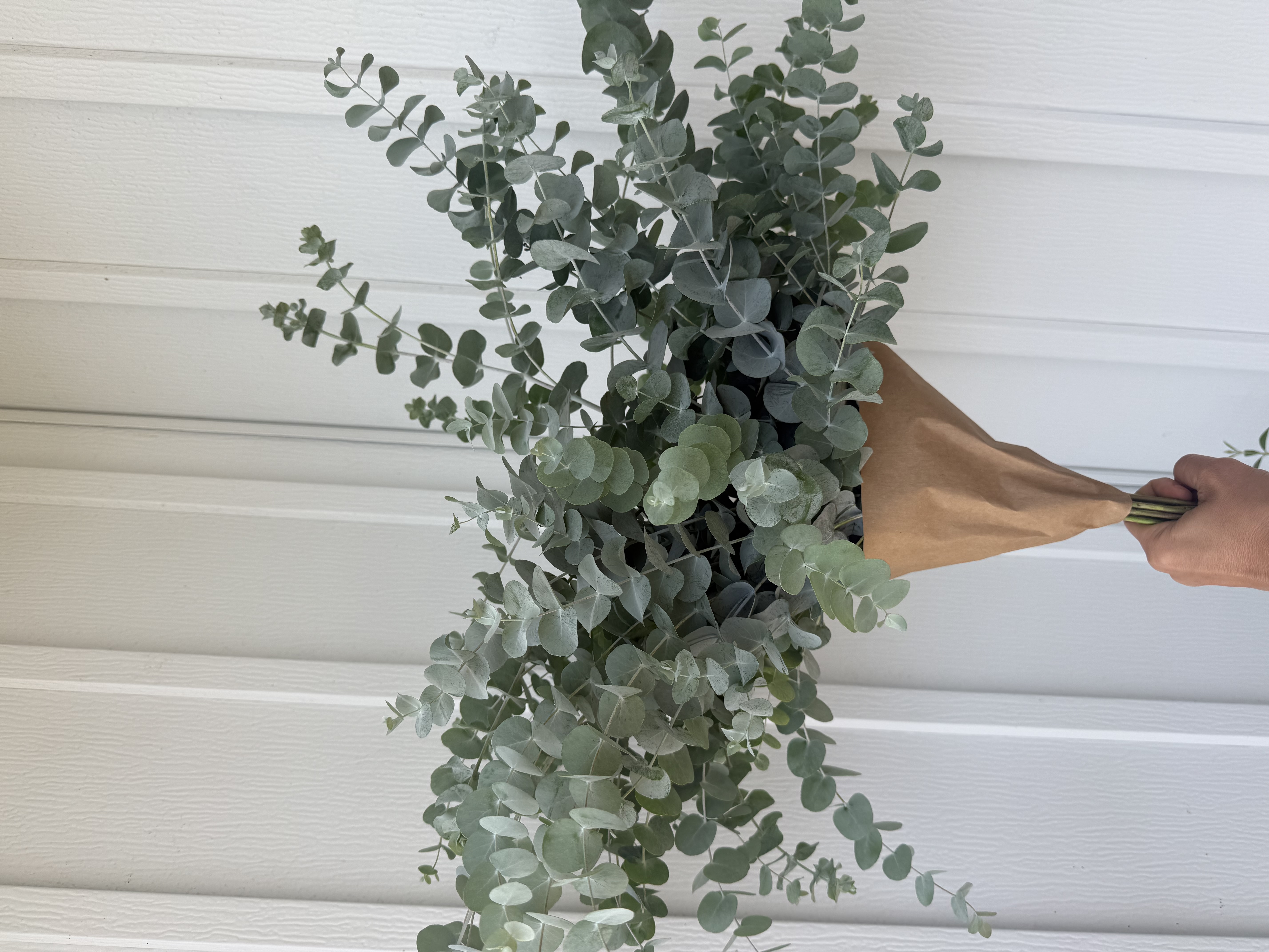 EUCALYPTUS polyanthemos