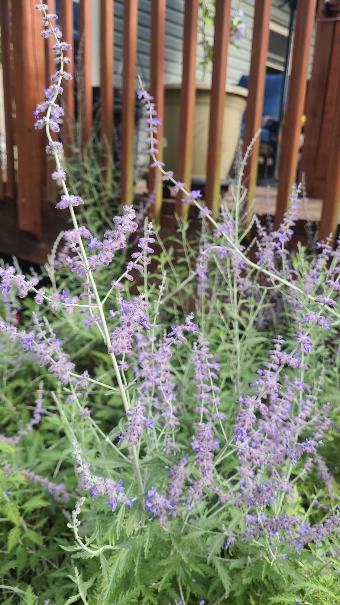 PEROVSKIA atriplicifolia