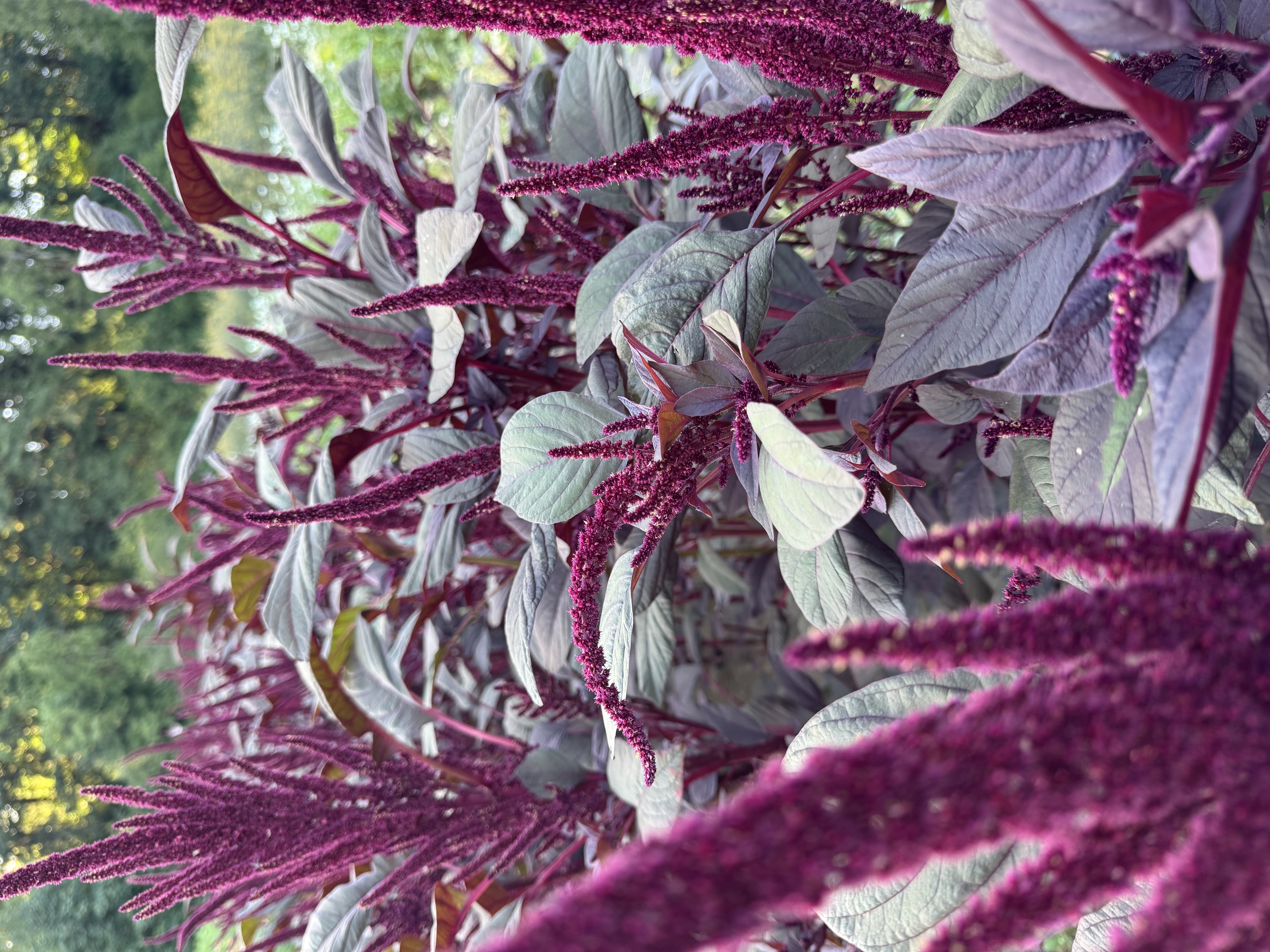 AMARANTHUS cruentus Velvet Curtains