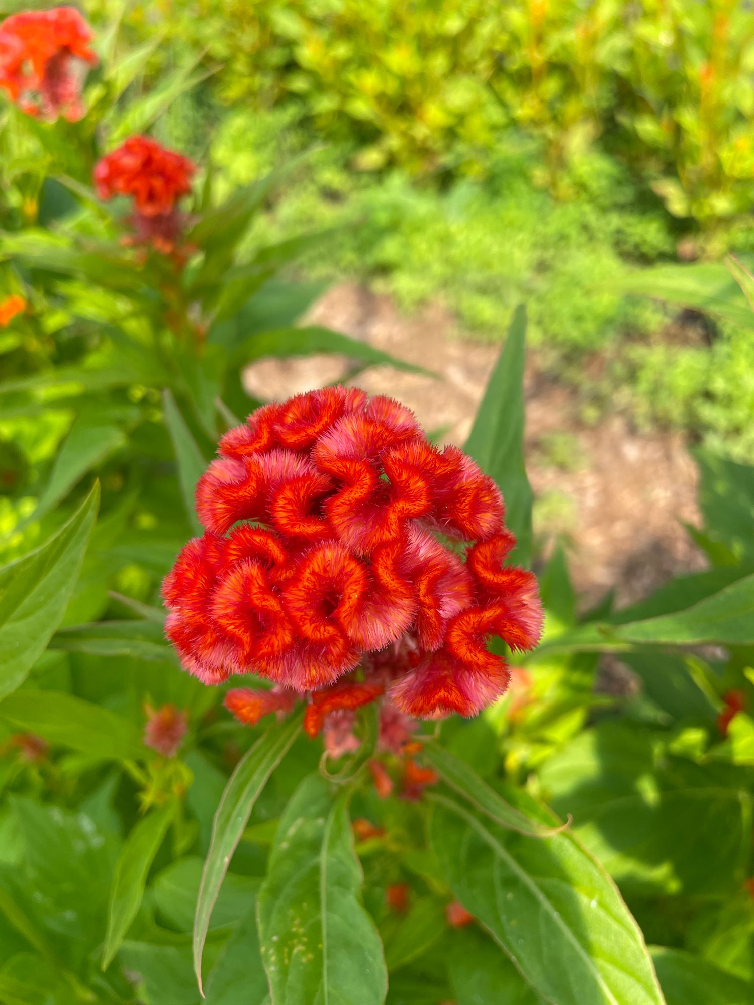 CELOSIA argentea var. cristata Chief Persimmon