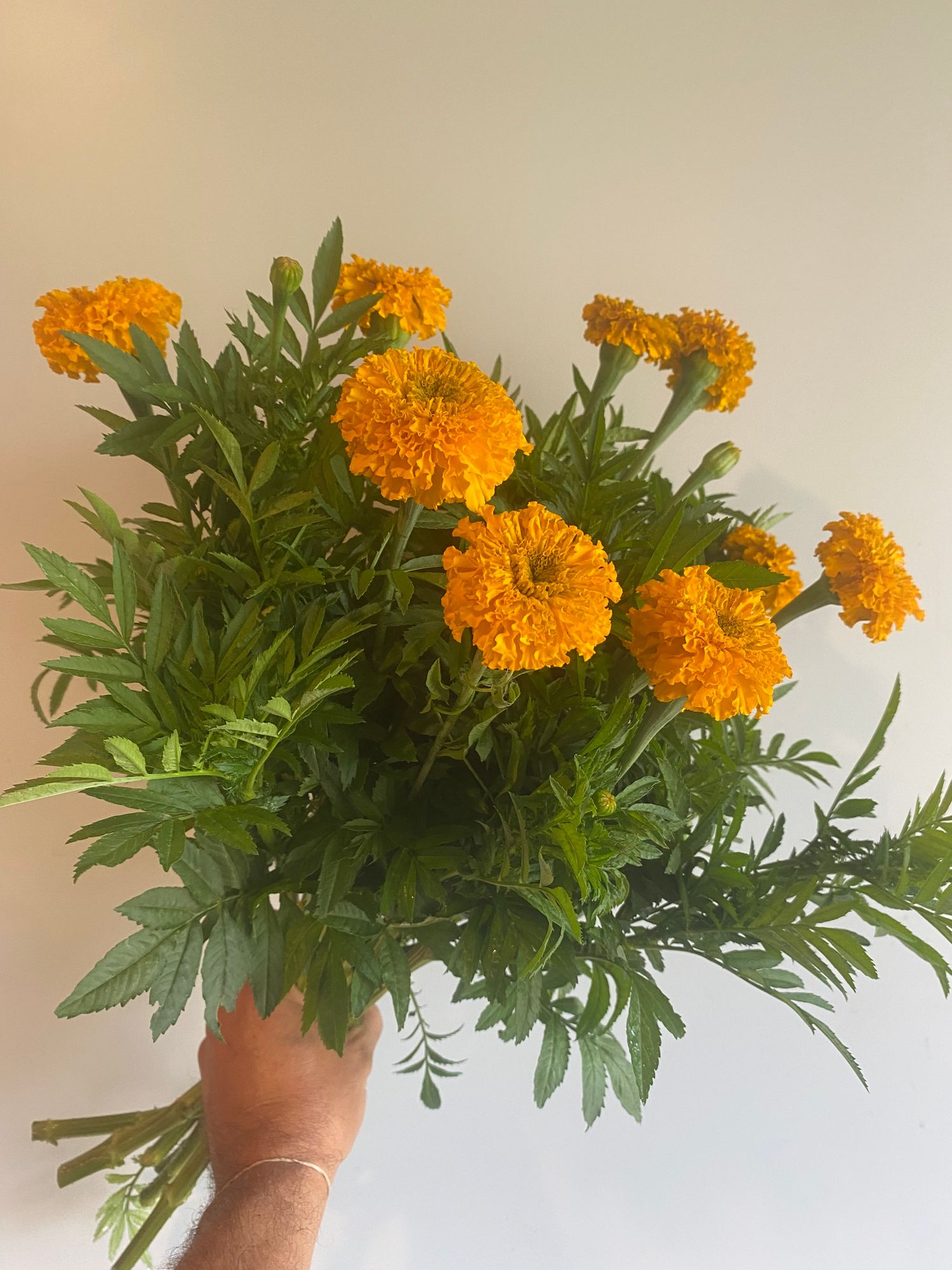 TAGETES erecta Coco