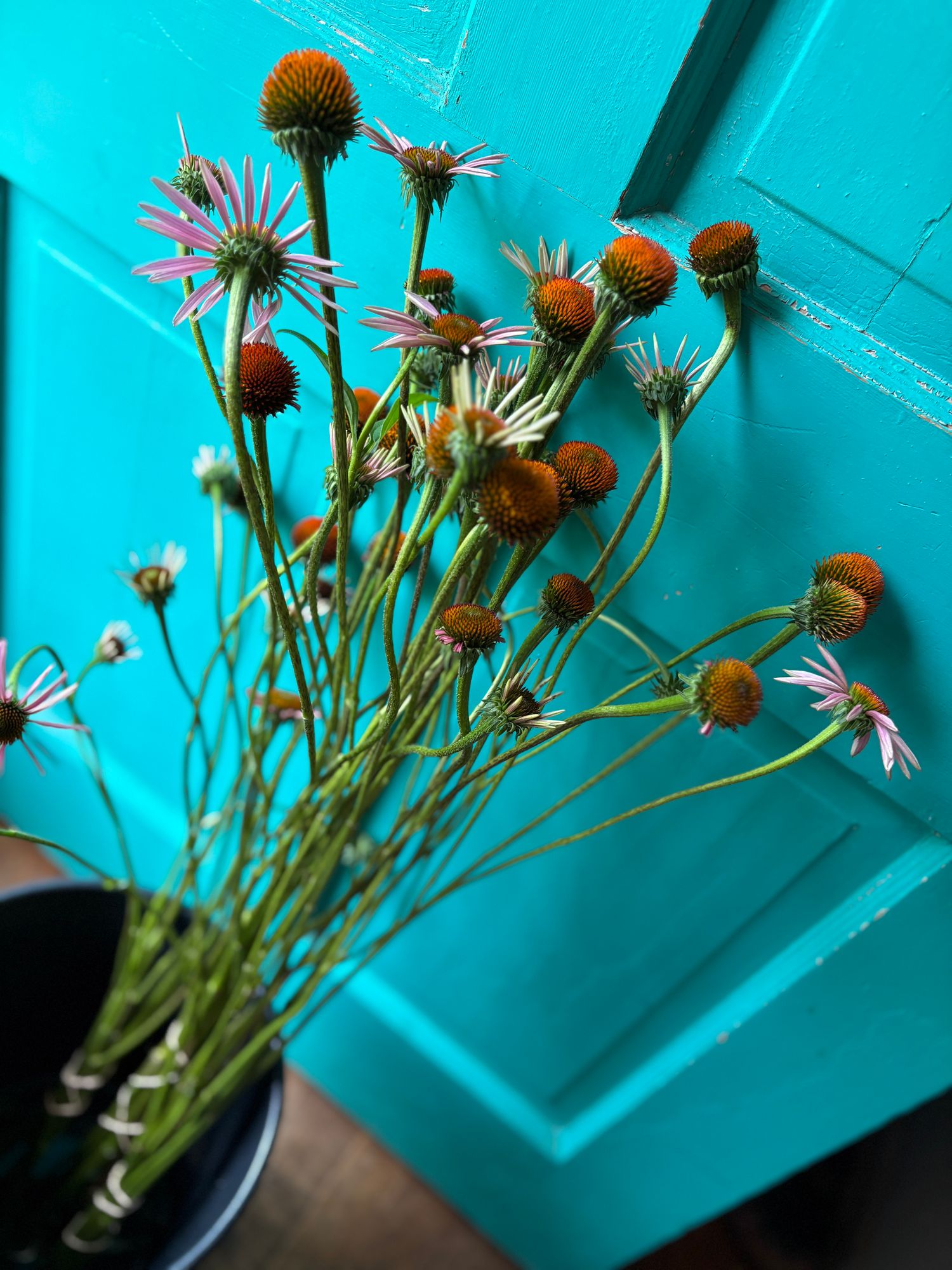 ECHINACEA angustifolia