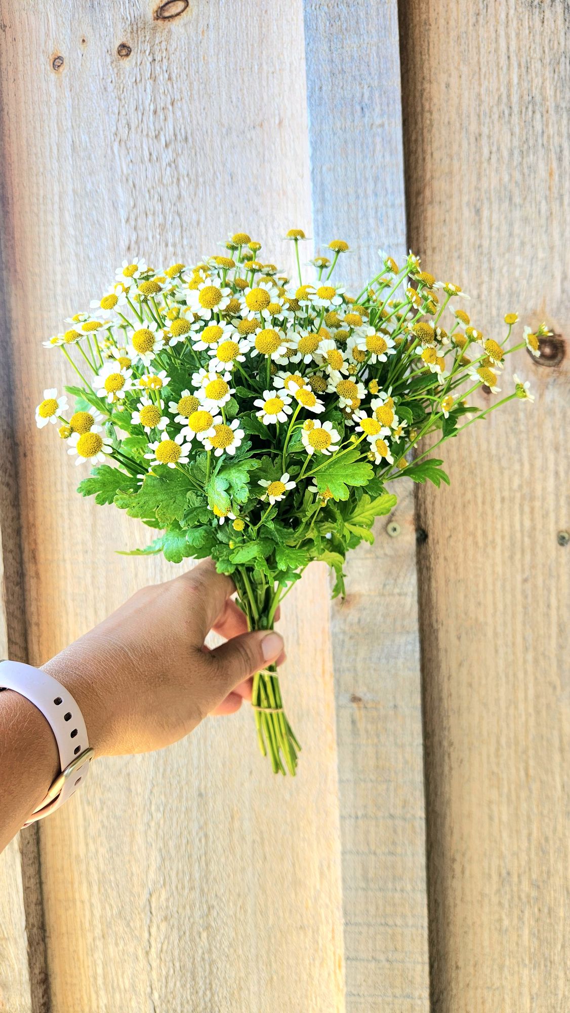 TANACETUM parthenium