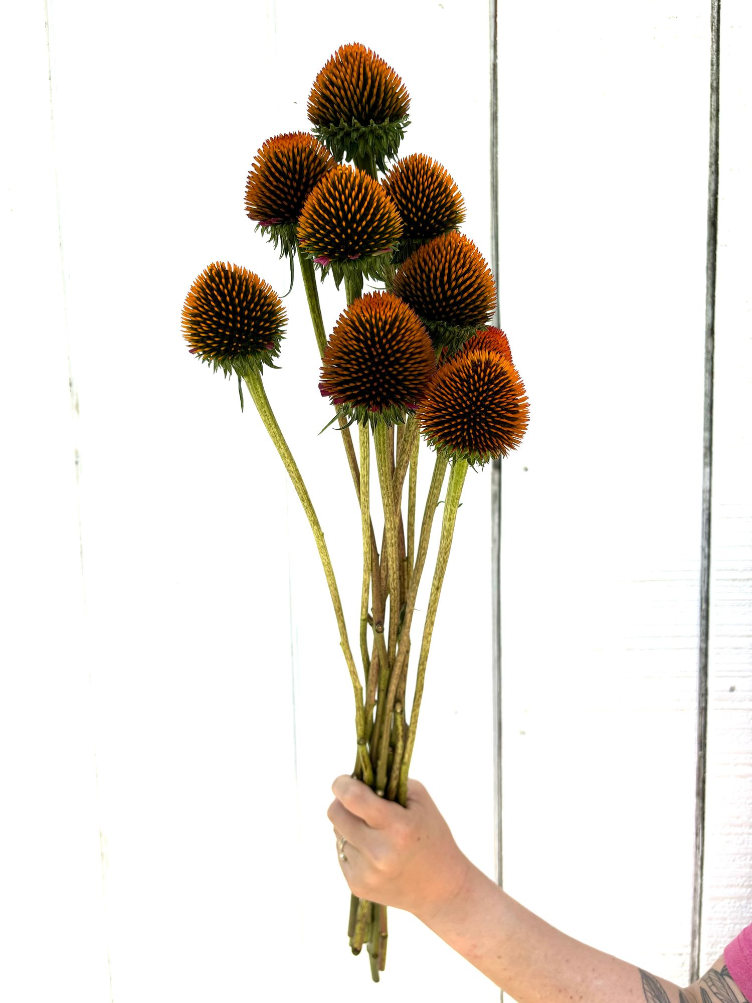 ECHINACEA purpurea