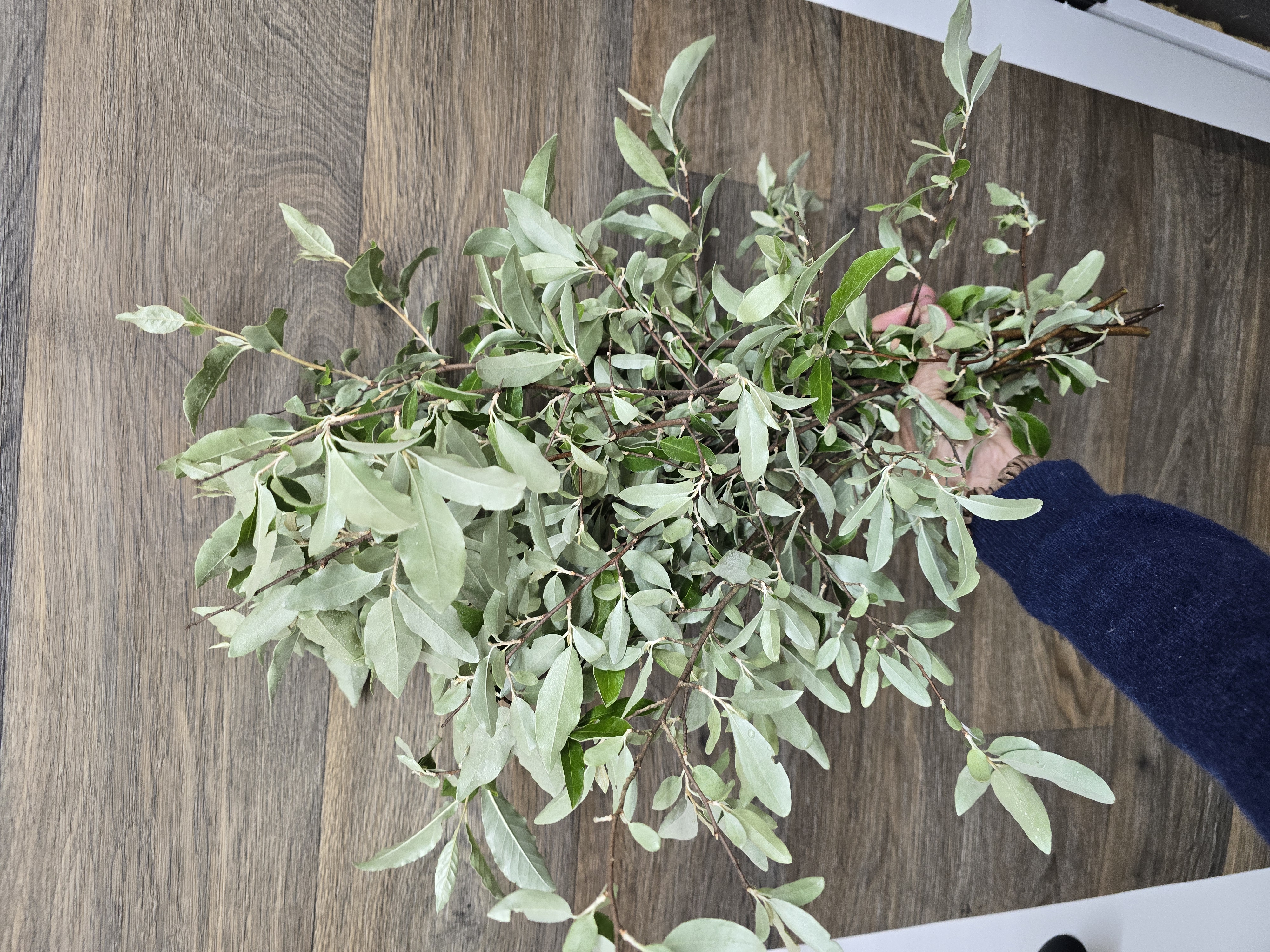 ELAEAGNUS umbellata