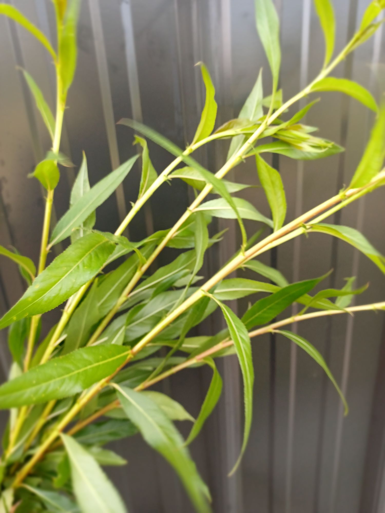 SALIX
