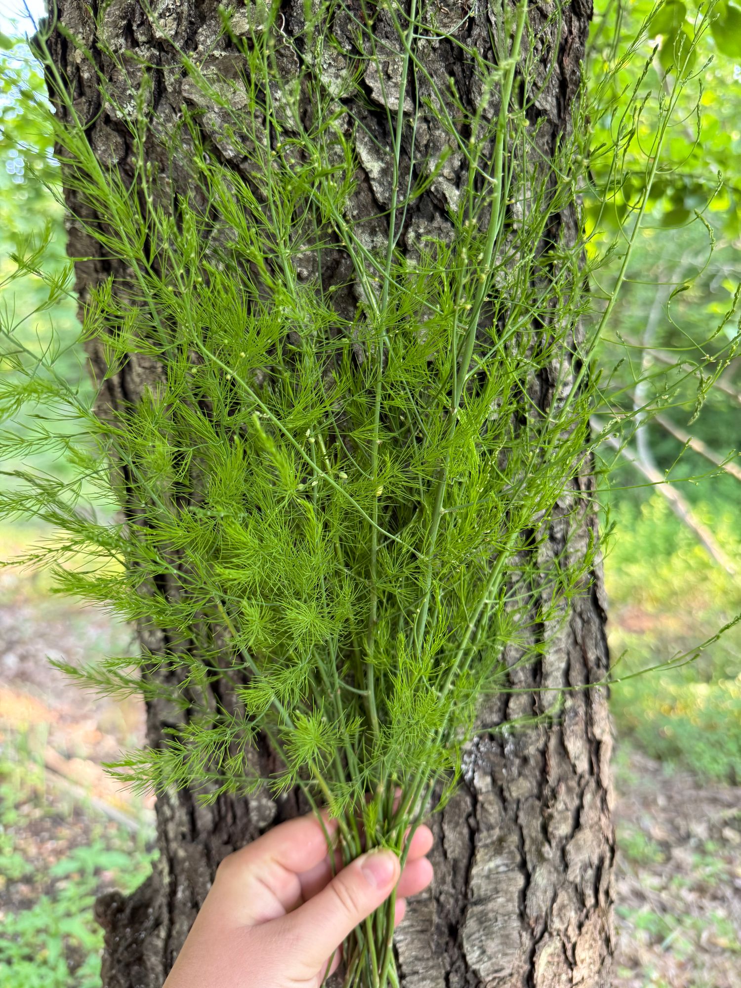 ASPARAGUS officinalis