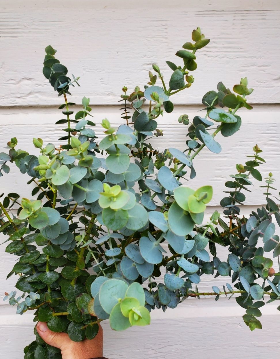 EUCALYPTUS pulverulenta Baby Dwarf Florist Blue