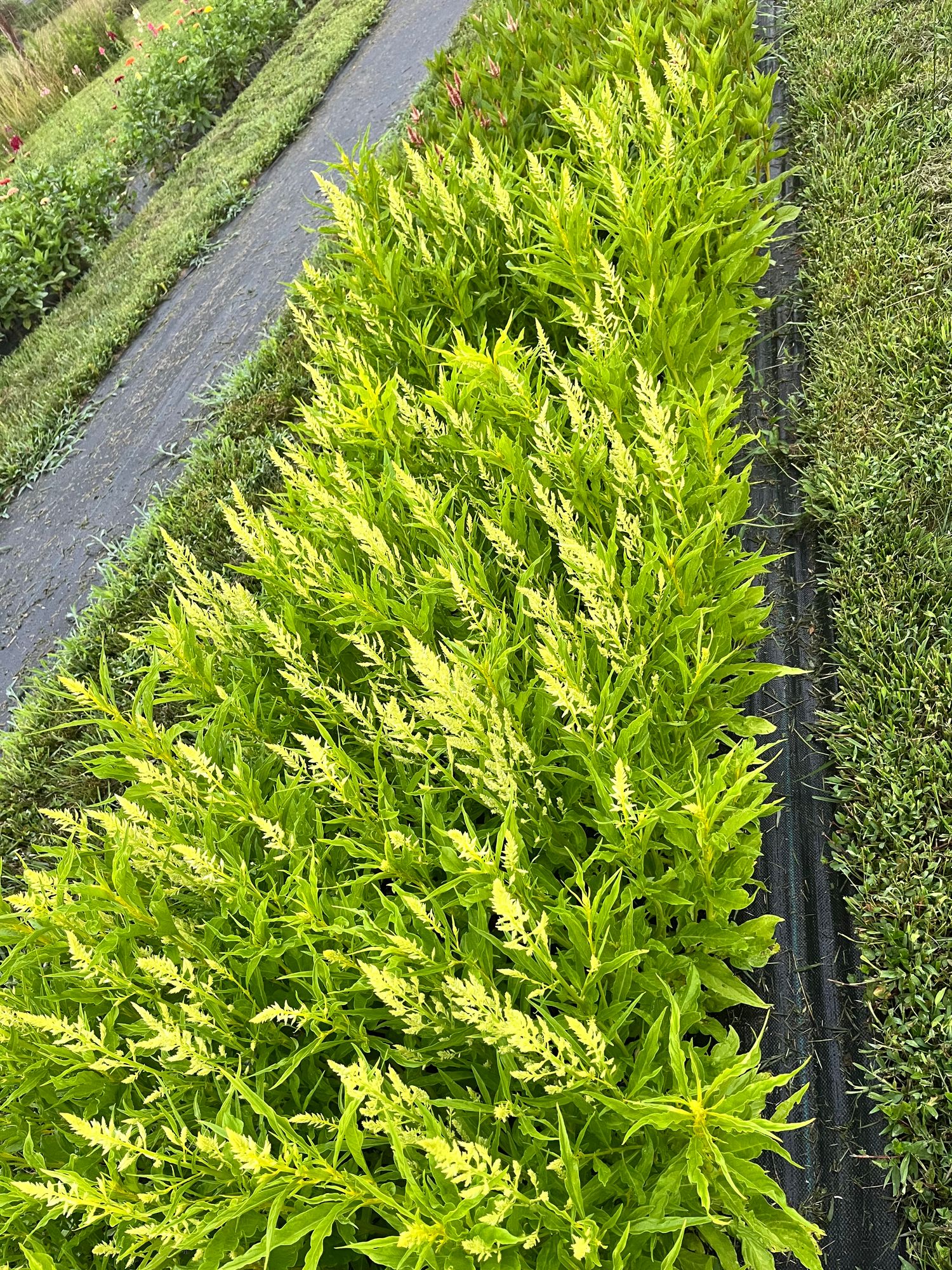 CELOSIA argentea var. plumosa Sylphid