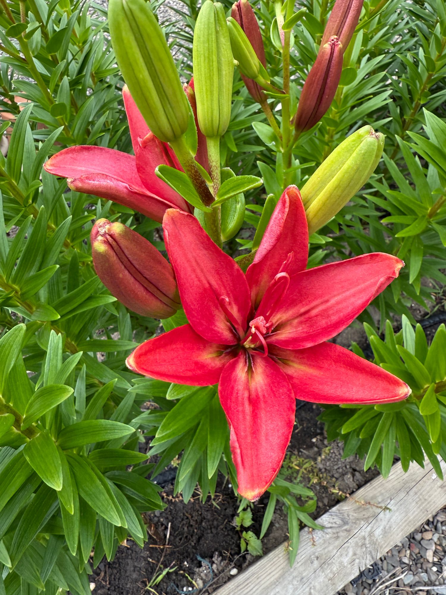 LILIUM longiflorum x asiatic Brindisi