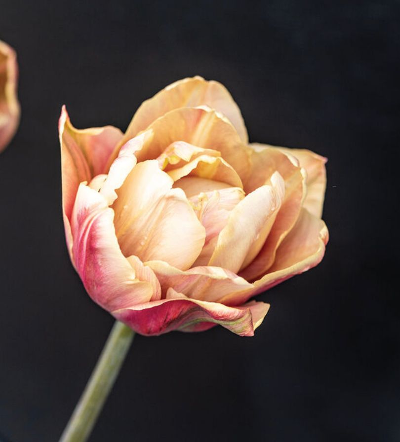 TULIPA La Belle Epoque