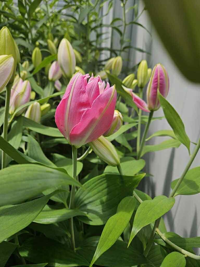 LILIUM x orientalis