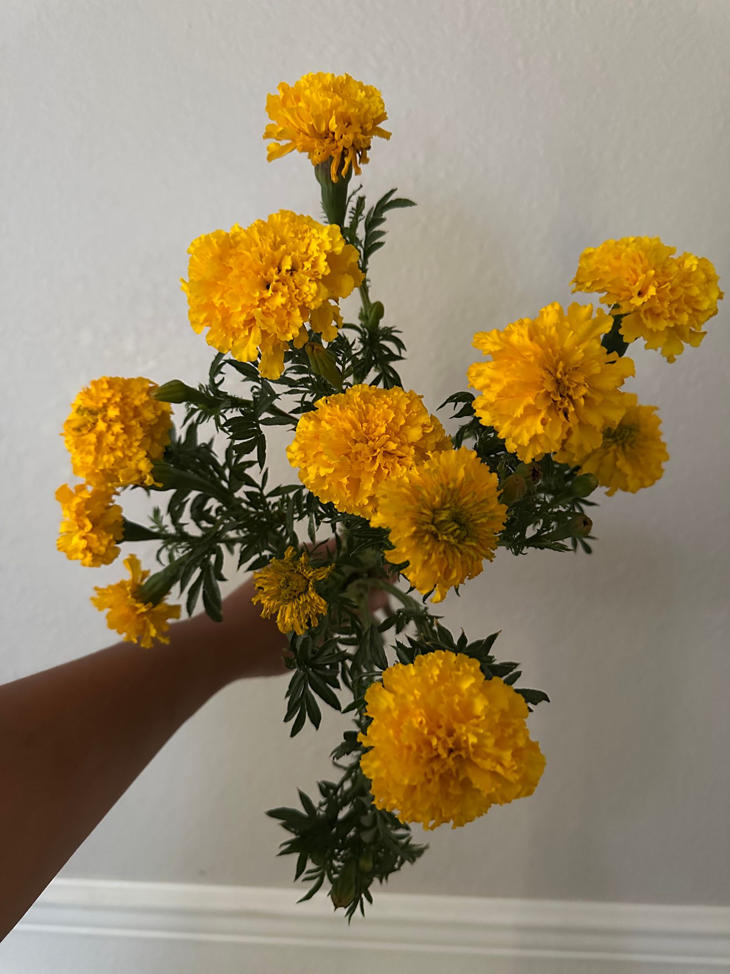 TAGETES erecta