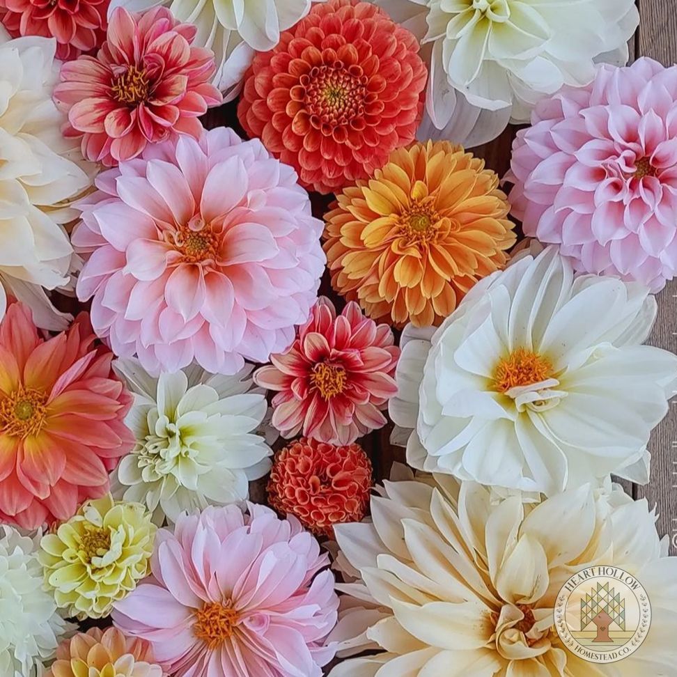 DAHLIA
