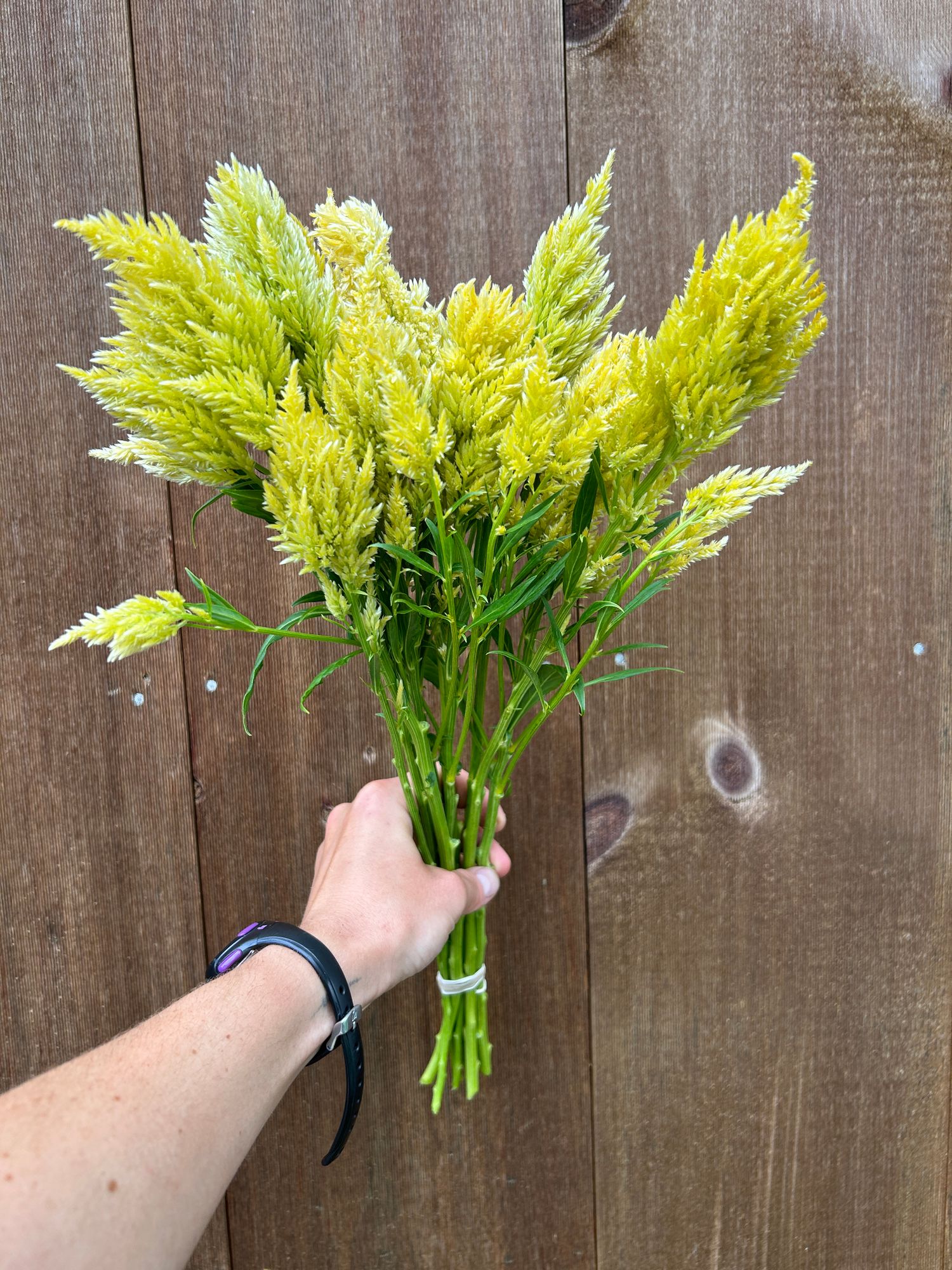 CELOSIA argentea var. plumosa Kelos