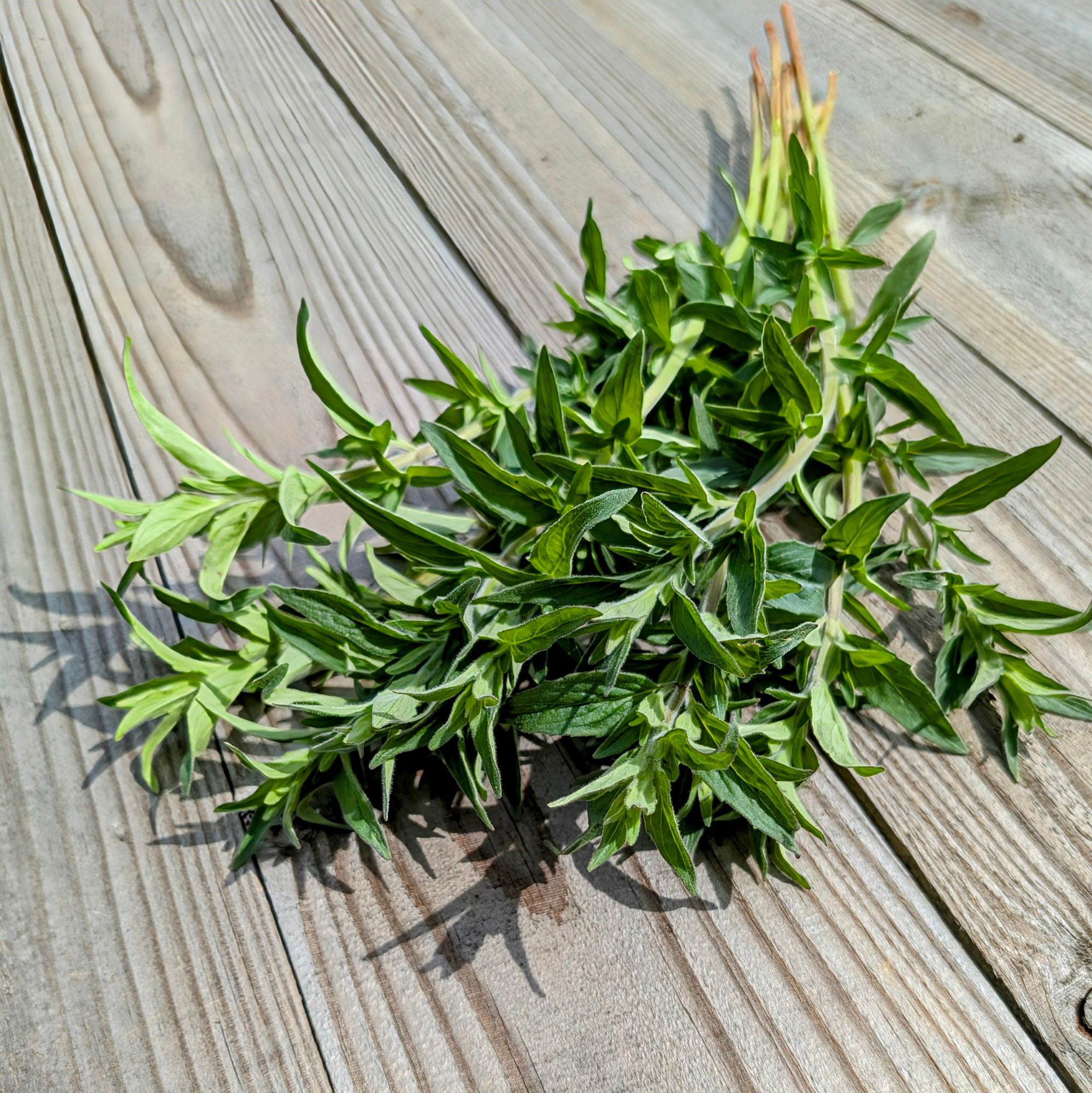 PYCNANTHEMUM pilosum