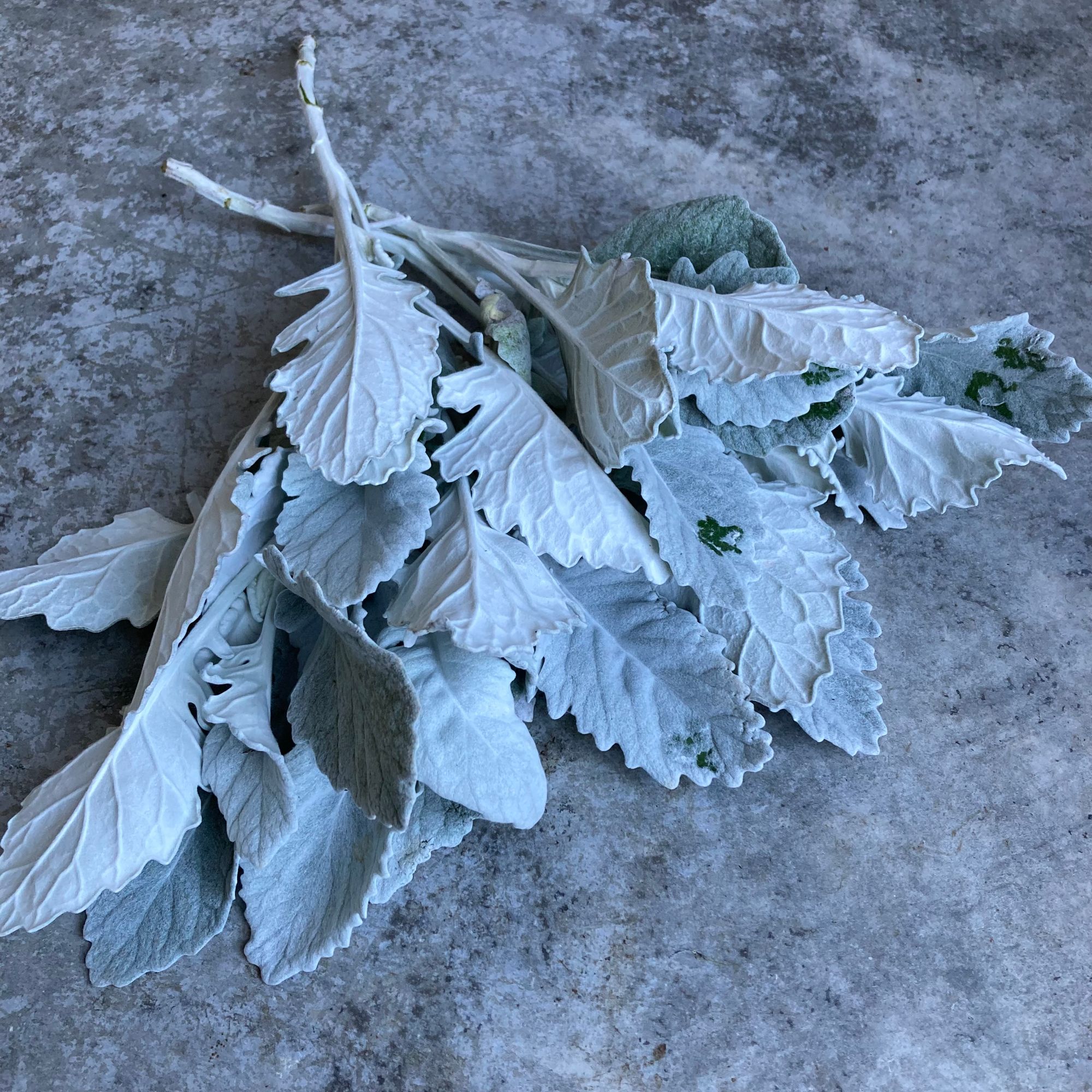 Dusty Miller 50-STEM BUCKET