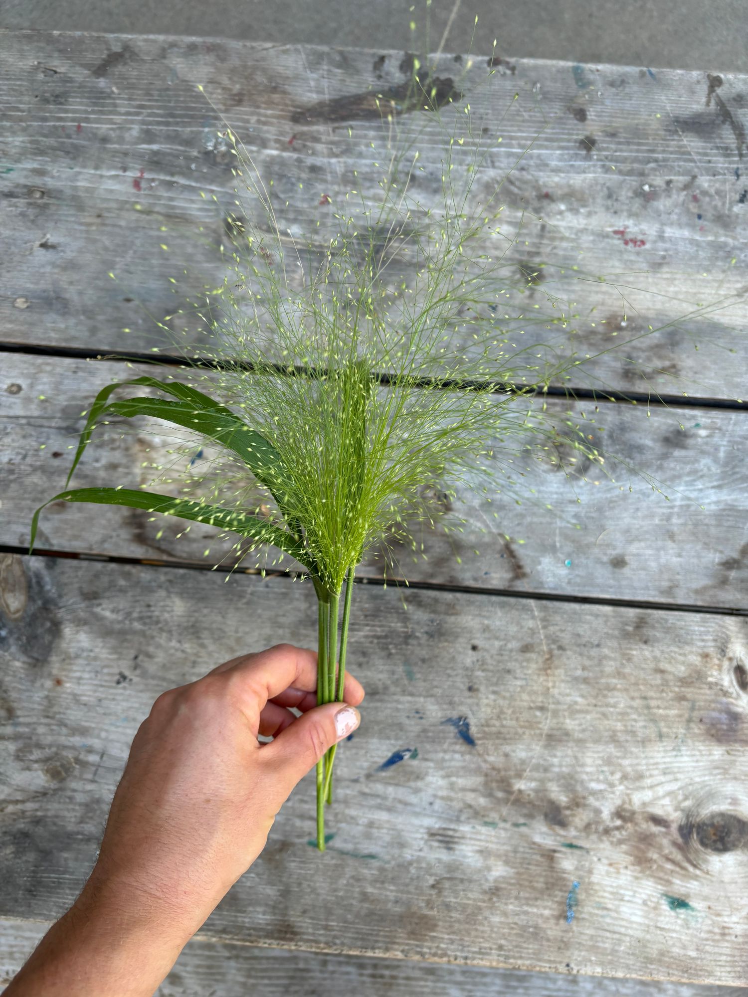 PANICUM elegans