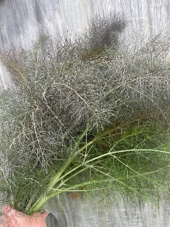 FOENICULUM vulgare
