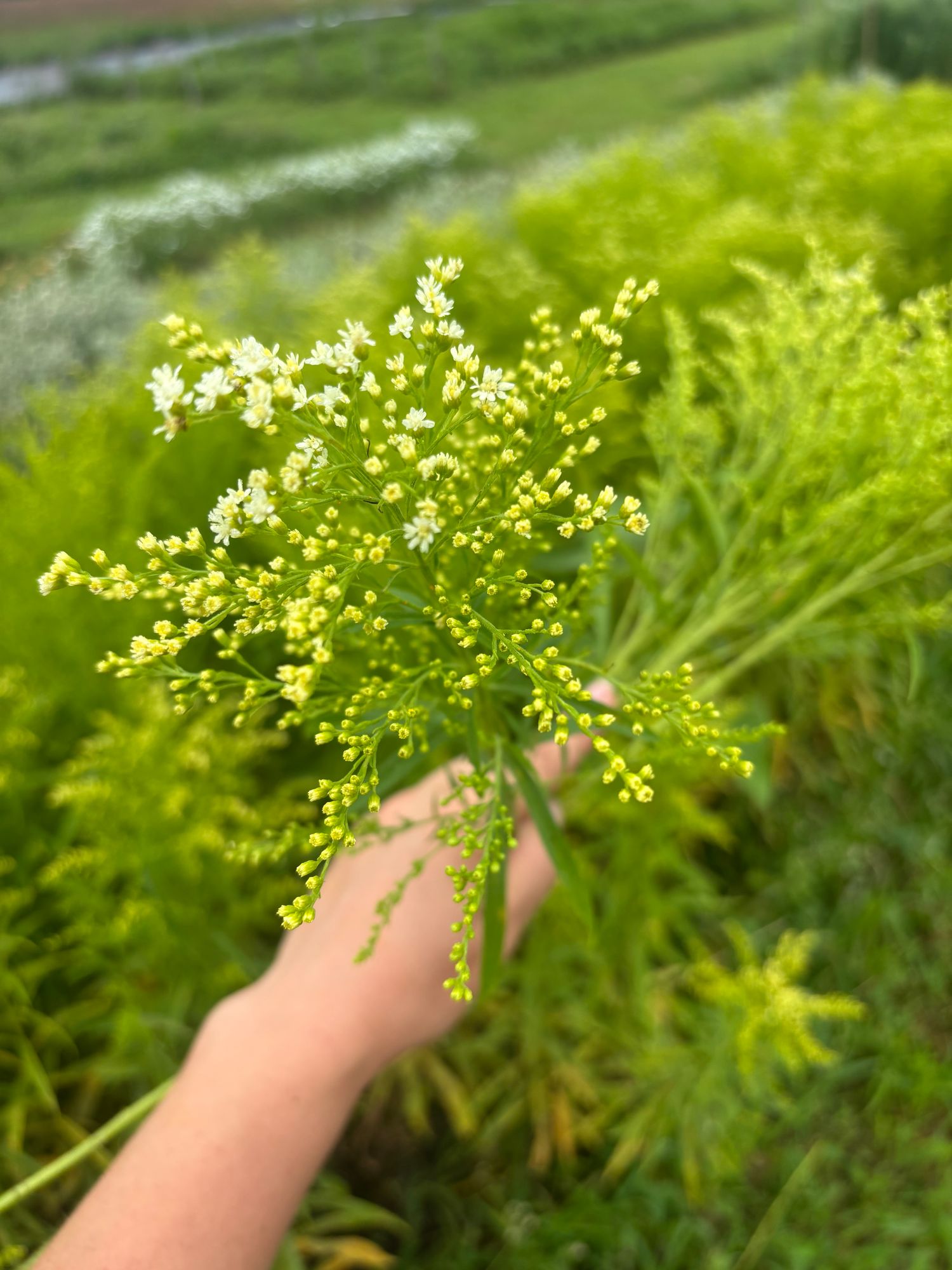 SOLIDAGO sp Glory Moonlight Glory