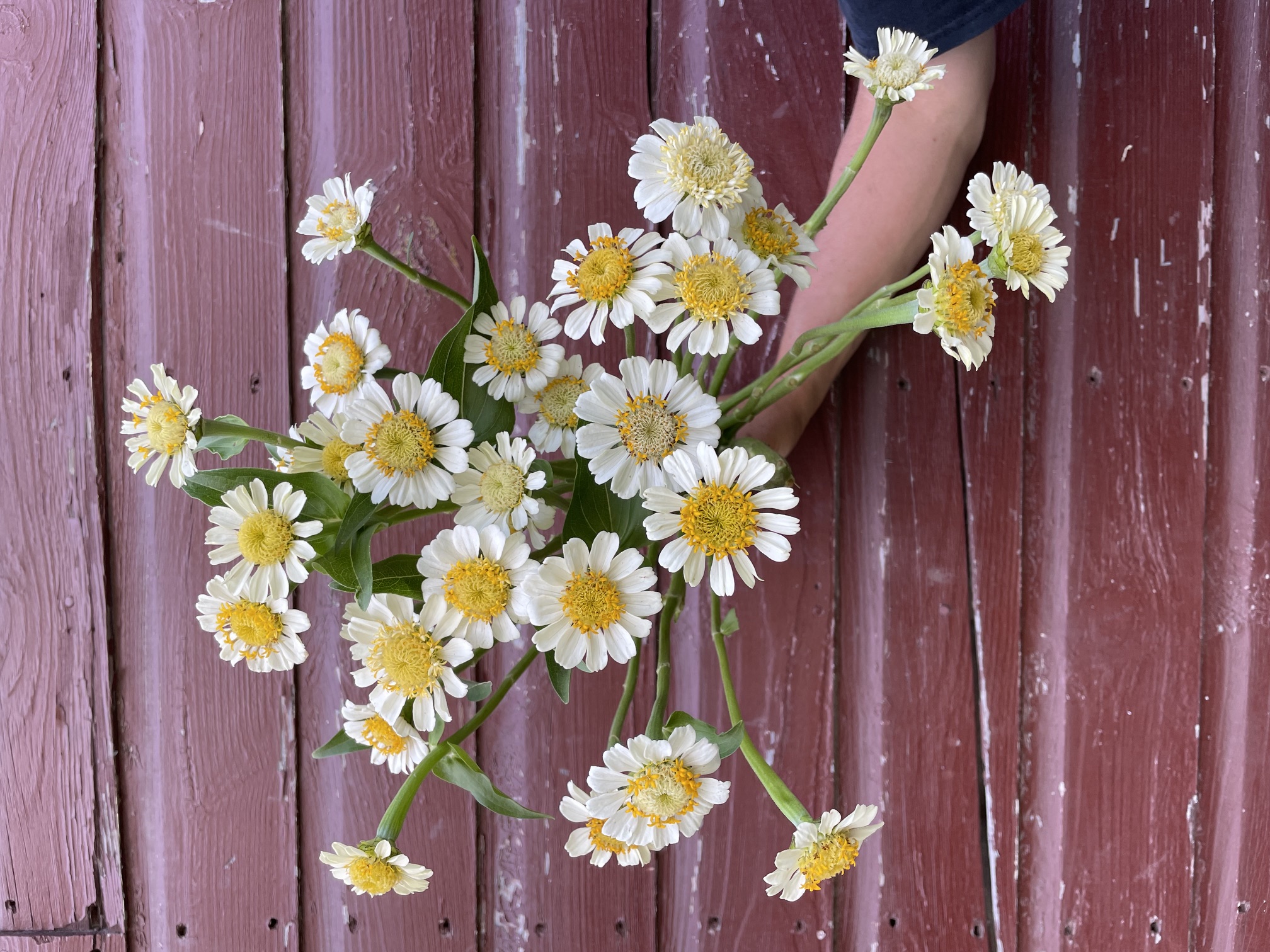 ZINNIA elegans Zinderella White