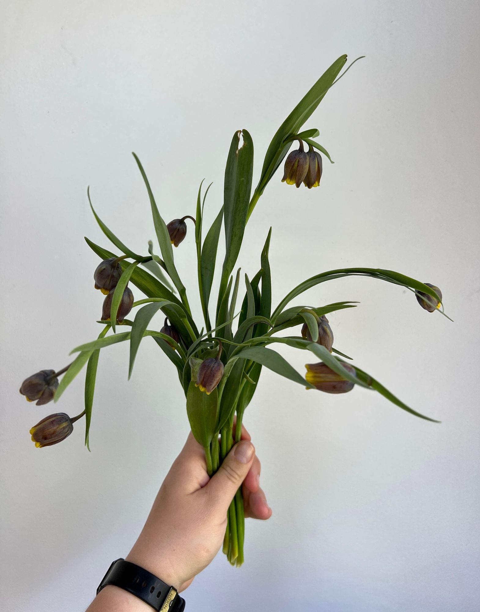 FRITILLARIA uva-vulpis