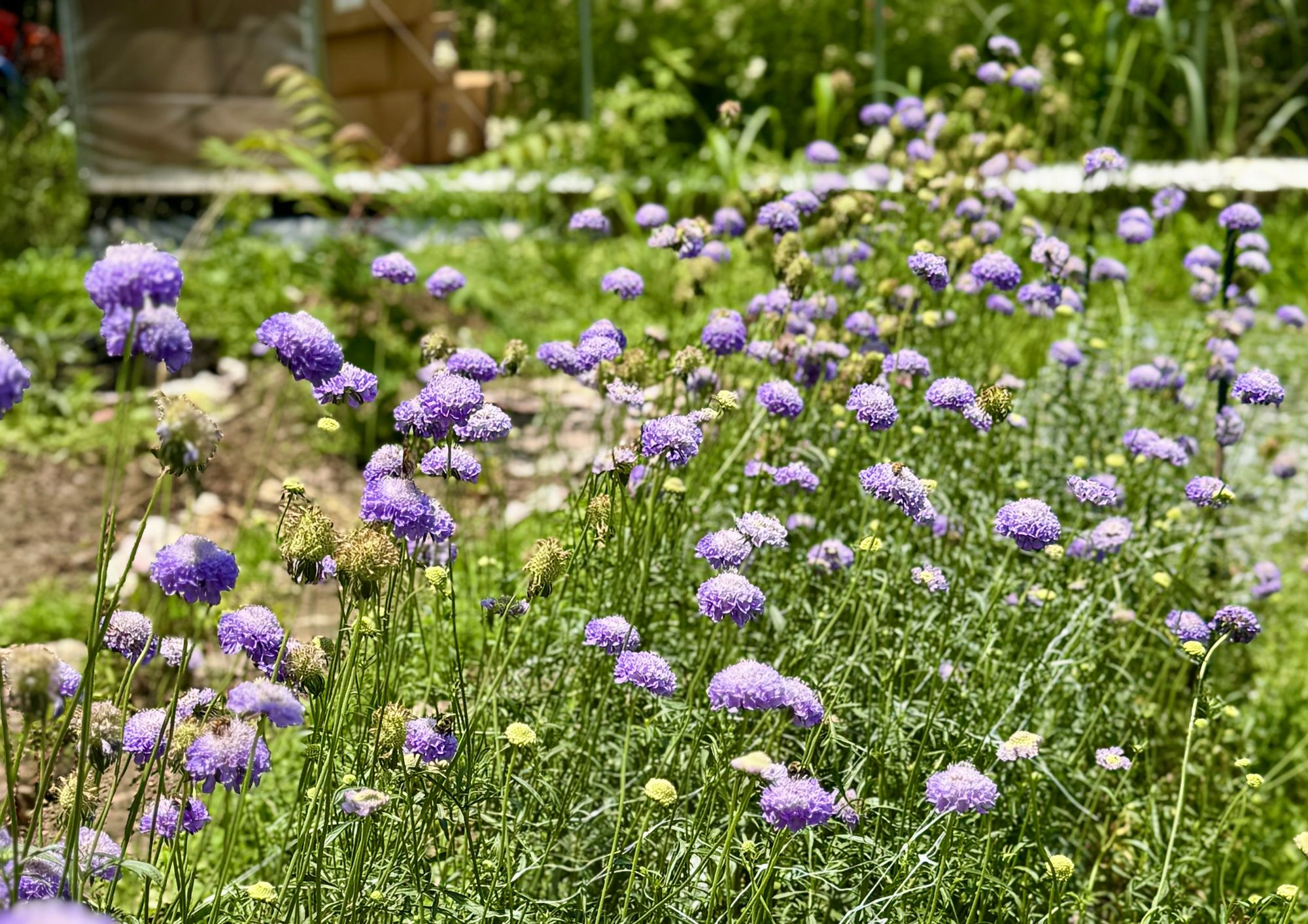 SCABIOSA