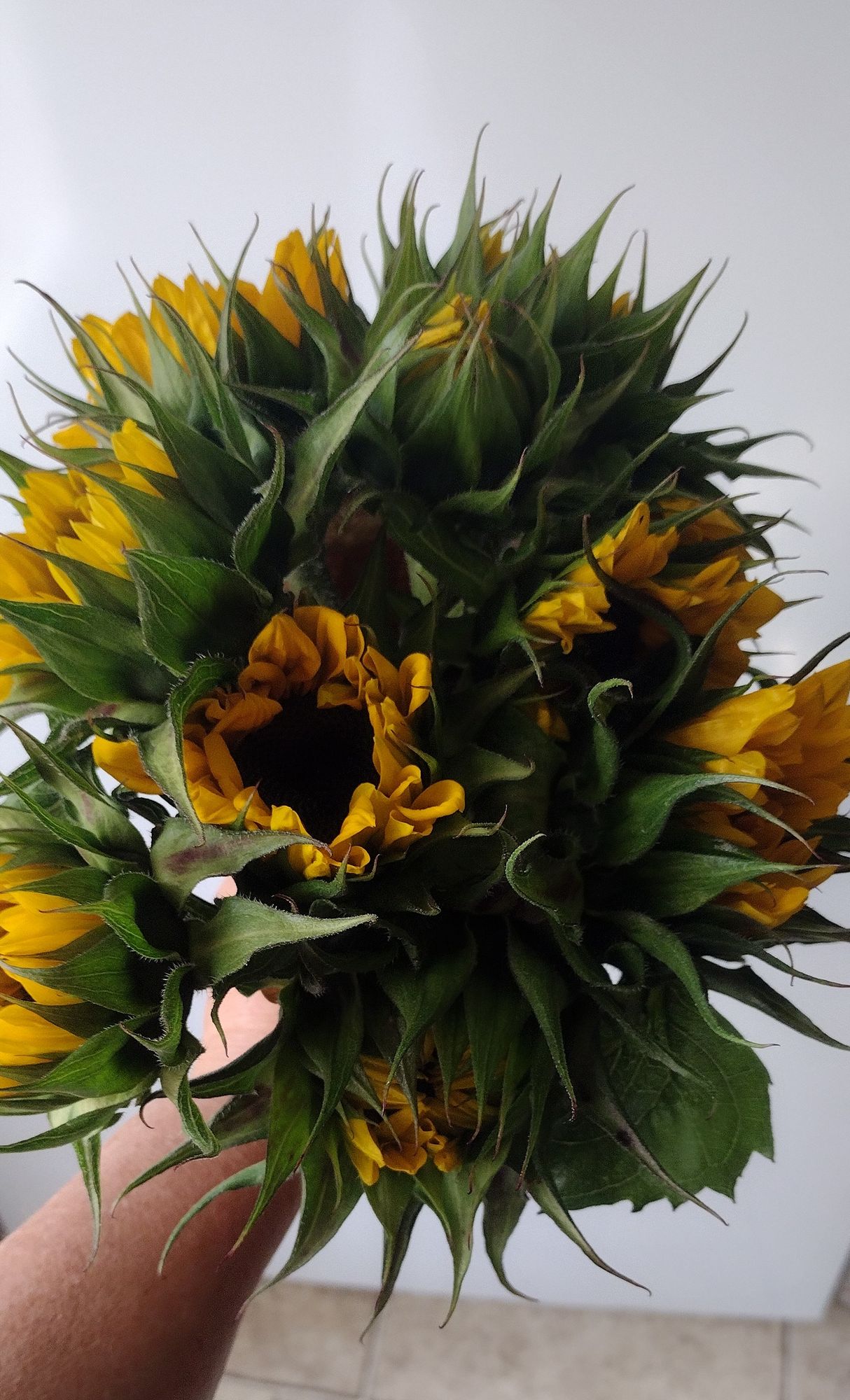 HELIANTHUS annuus ProCut Orange