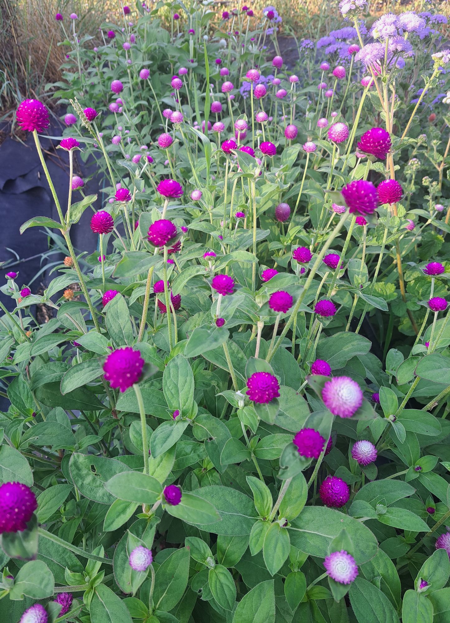 GOMPHRENA globosa