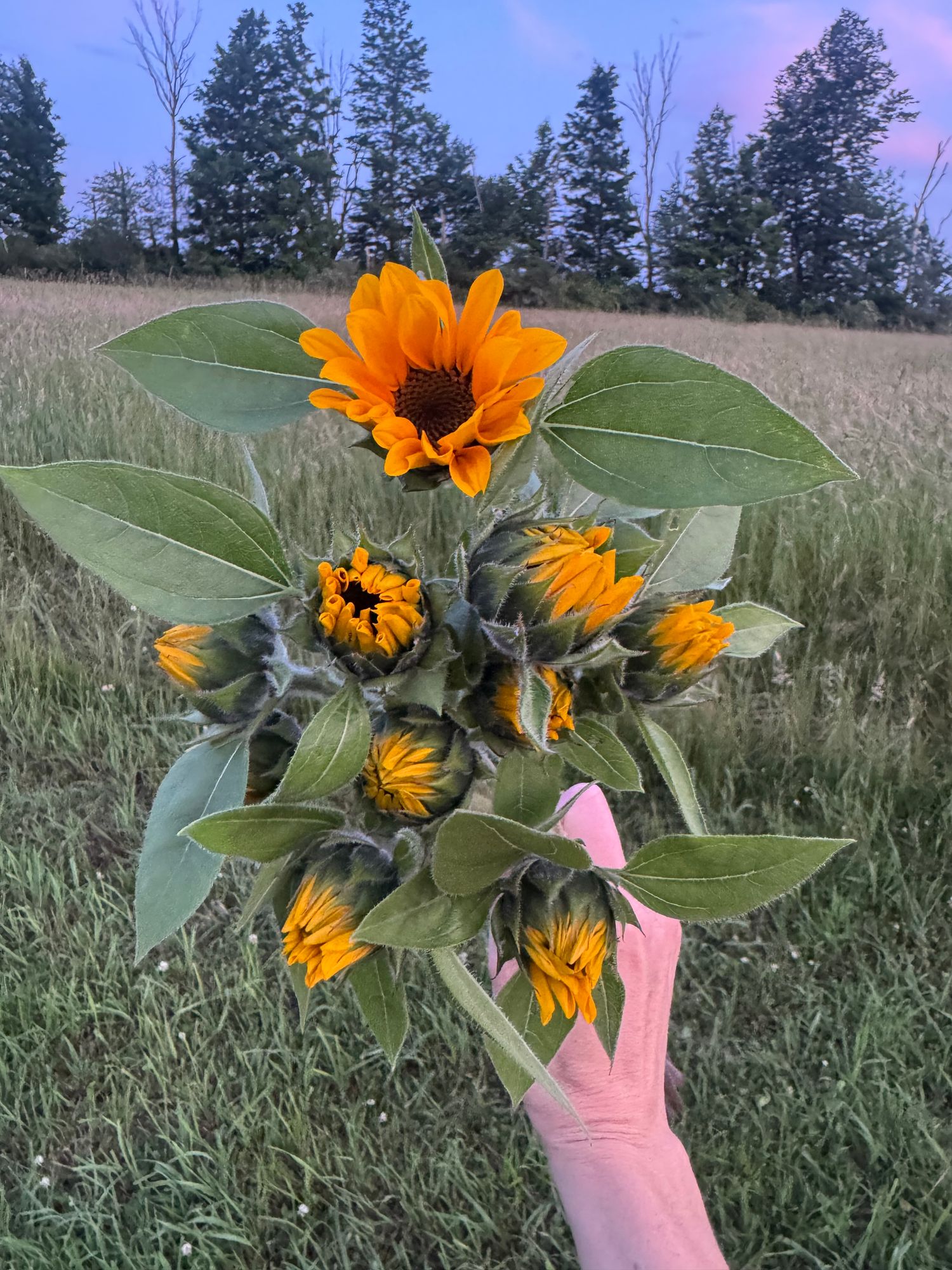 HELIANTHUS annuus Vincent's Choice